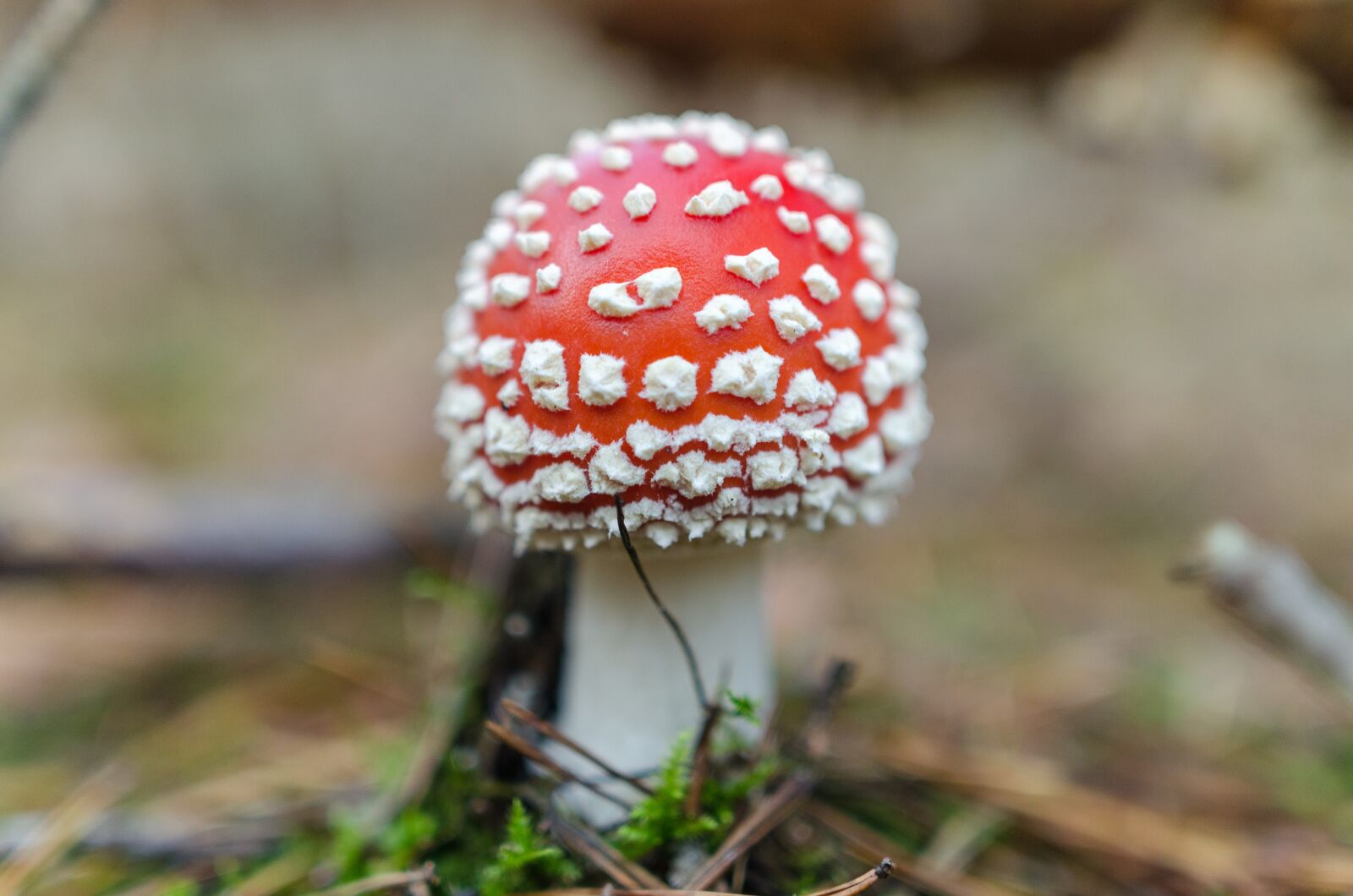Nikon D5100 sample photo. Toadstool, mushroom, nature photography