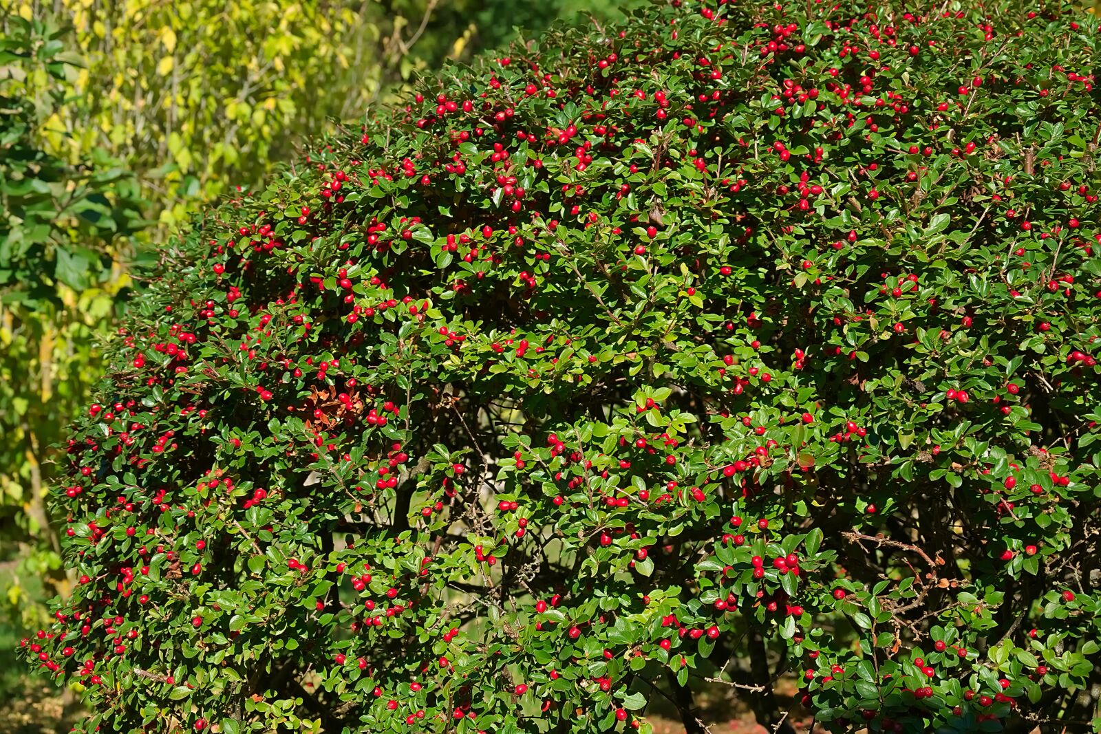 Nikon D3300 sample photo. Hedge, berry red, fruits photography