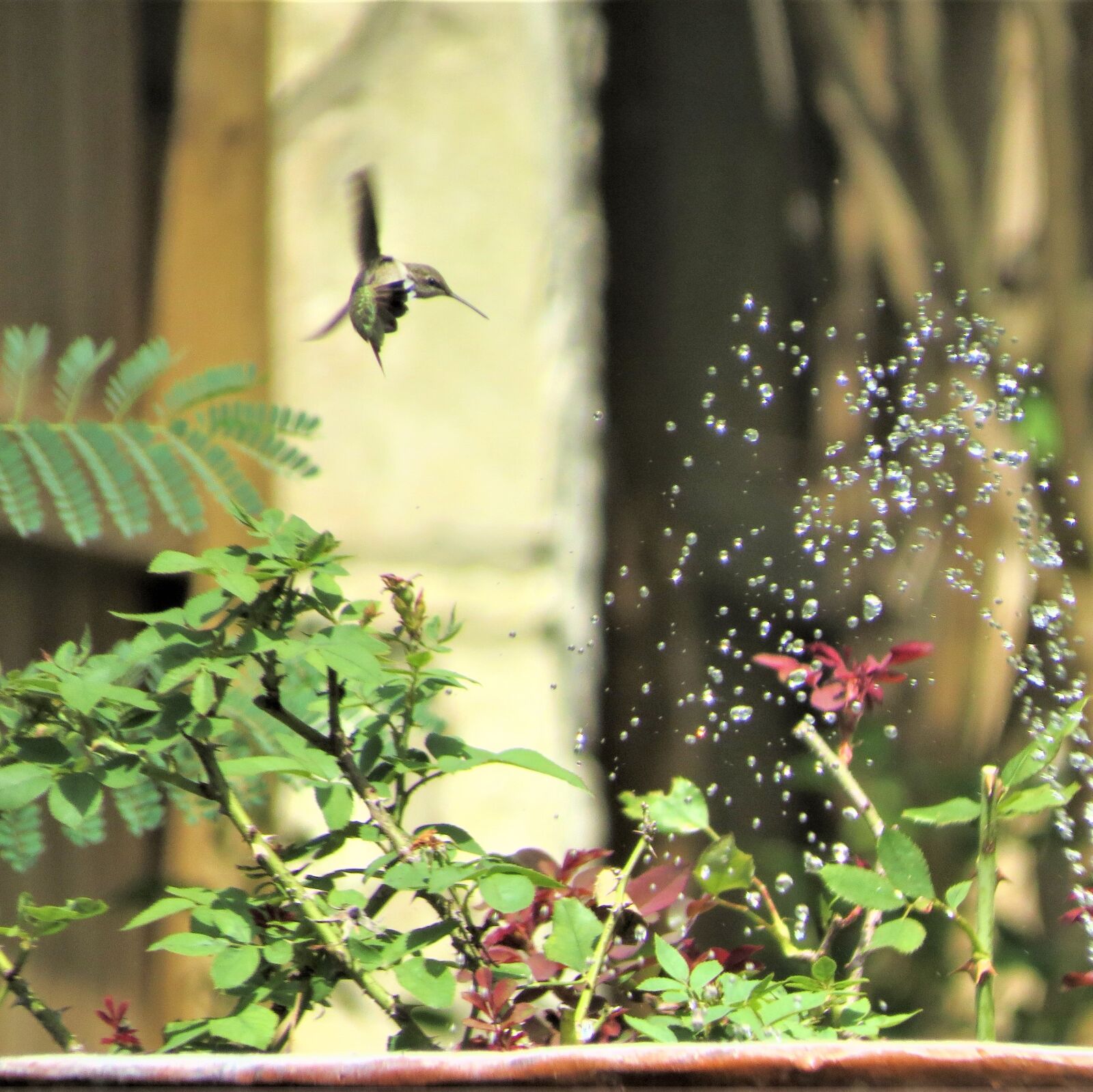 Canon PowerShot SX50 HS sample photo. Hummingbird, fountain, in flight photography