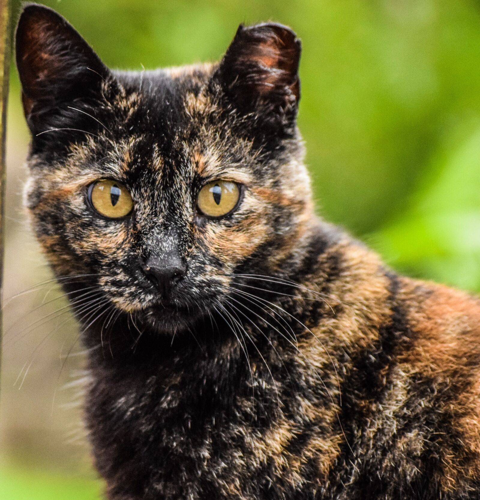 Nikon D3300 sample photo. Eyes, look, cat photography