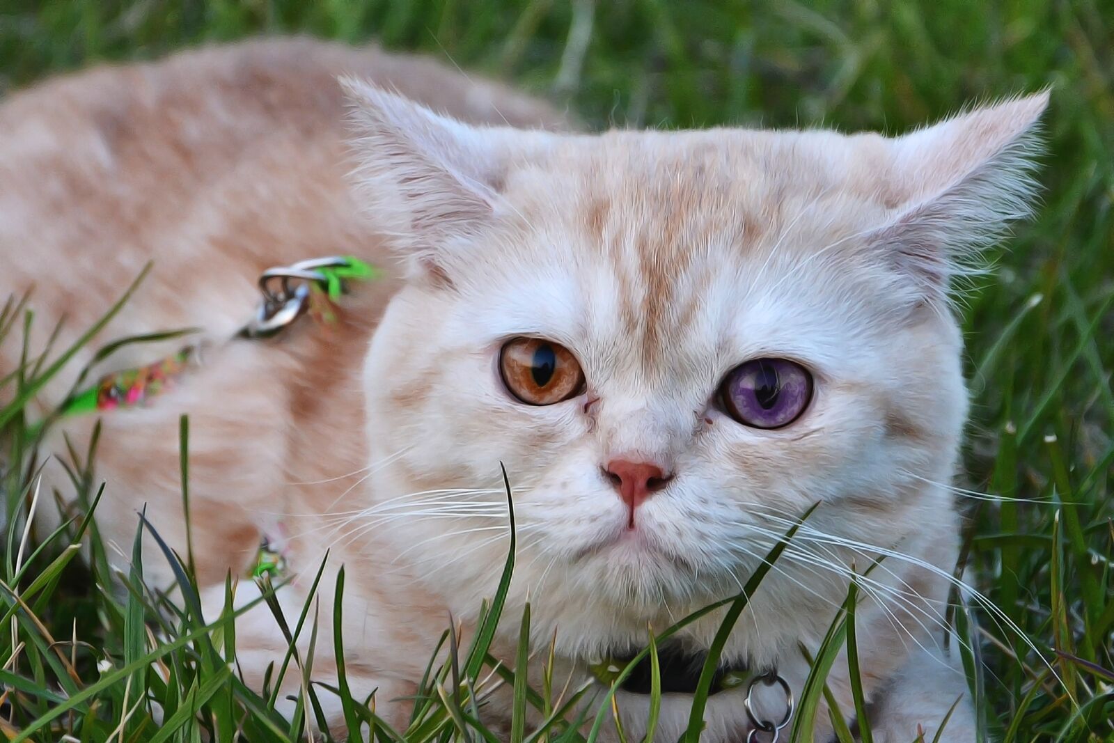 Nikon D7100 sample photo. Cat, pets, cute photography