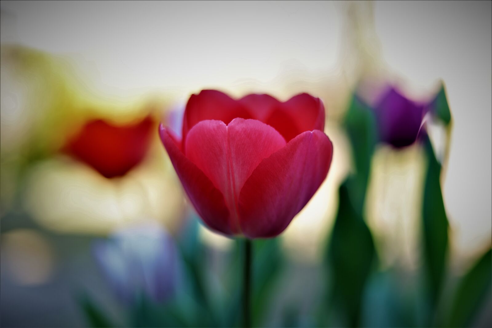 Canon EOS RP + Canon EF 50mm F1.8 STM sample photo. Tulip, flower, garden photography