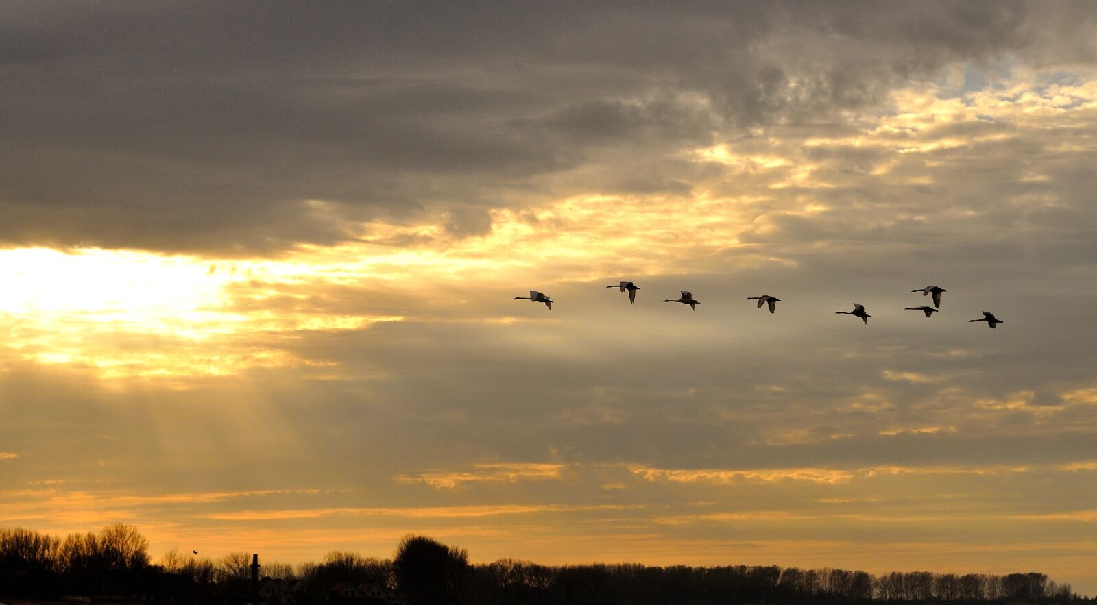 Nikon D5000 sample photo. Swans, beach, sunset photography