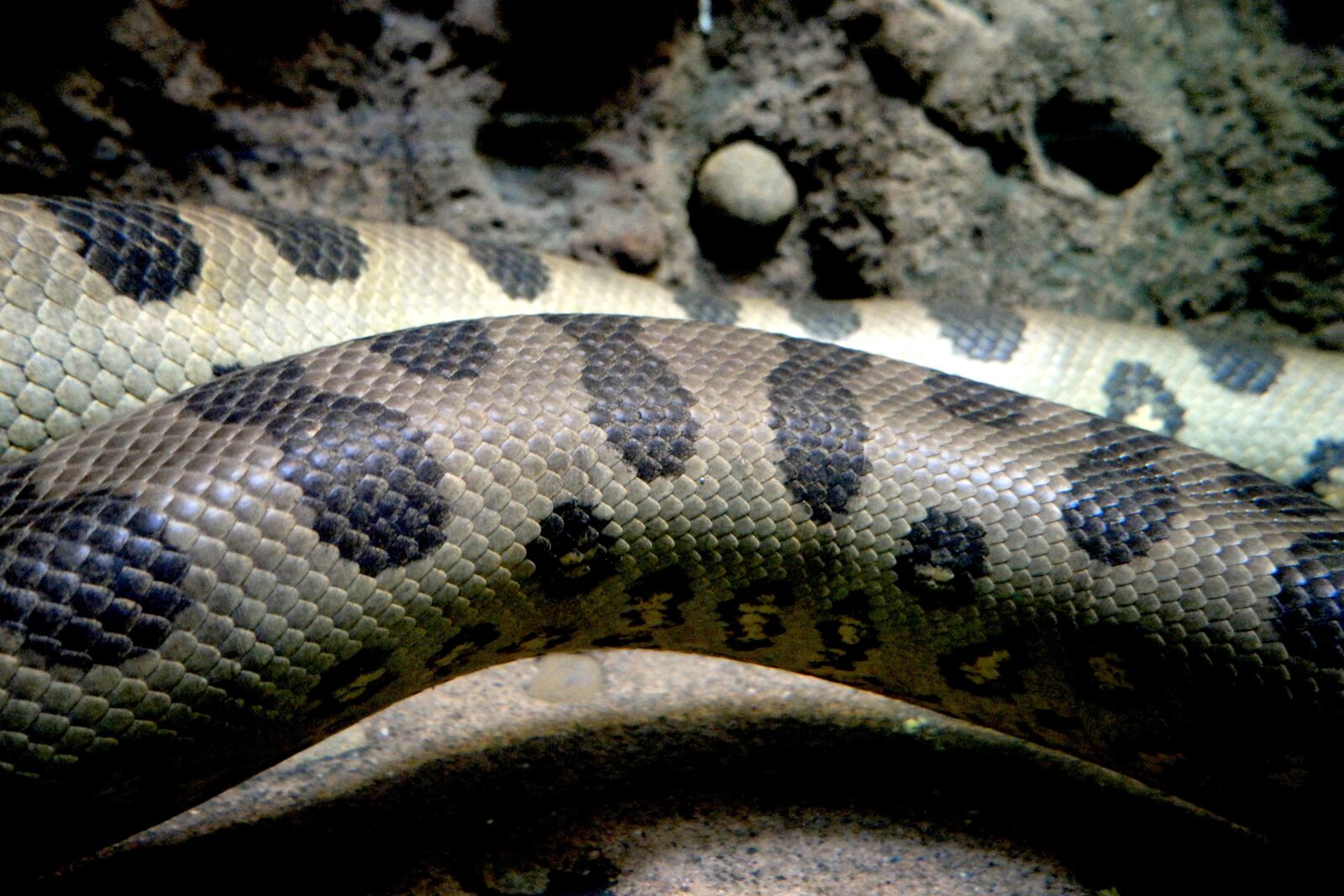 Samsung NX500 sample photo. Snake, skin, animal photography