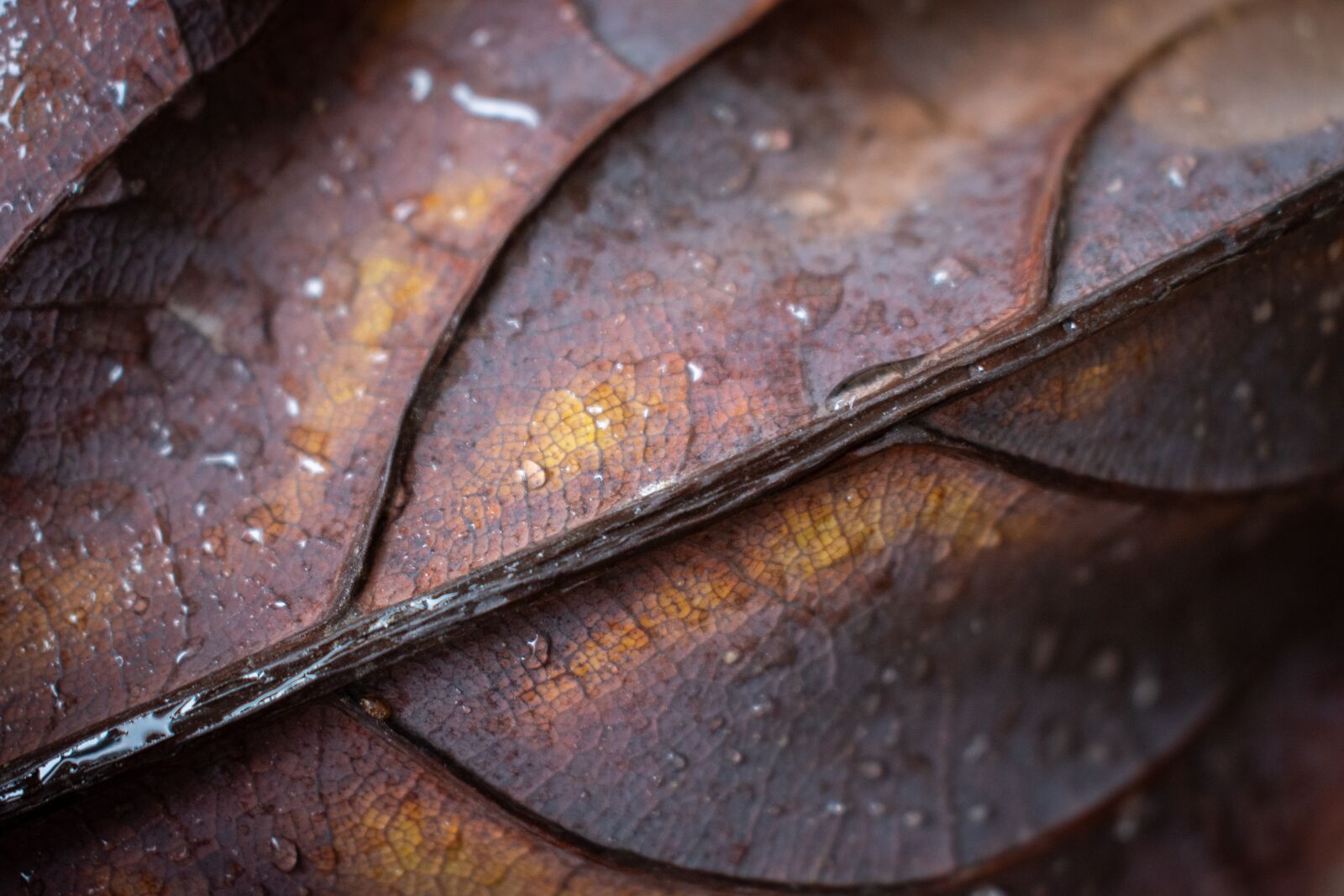 Nikon D7200 sample photo. Sheet, macro, drops photography