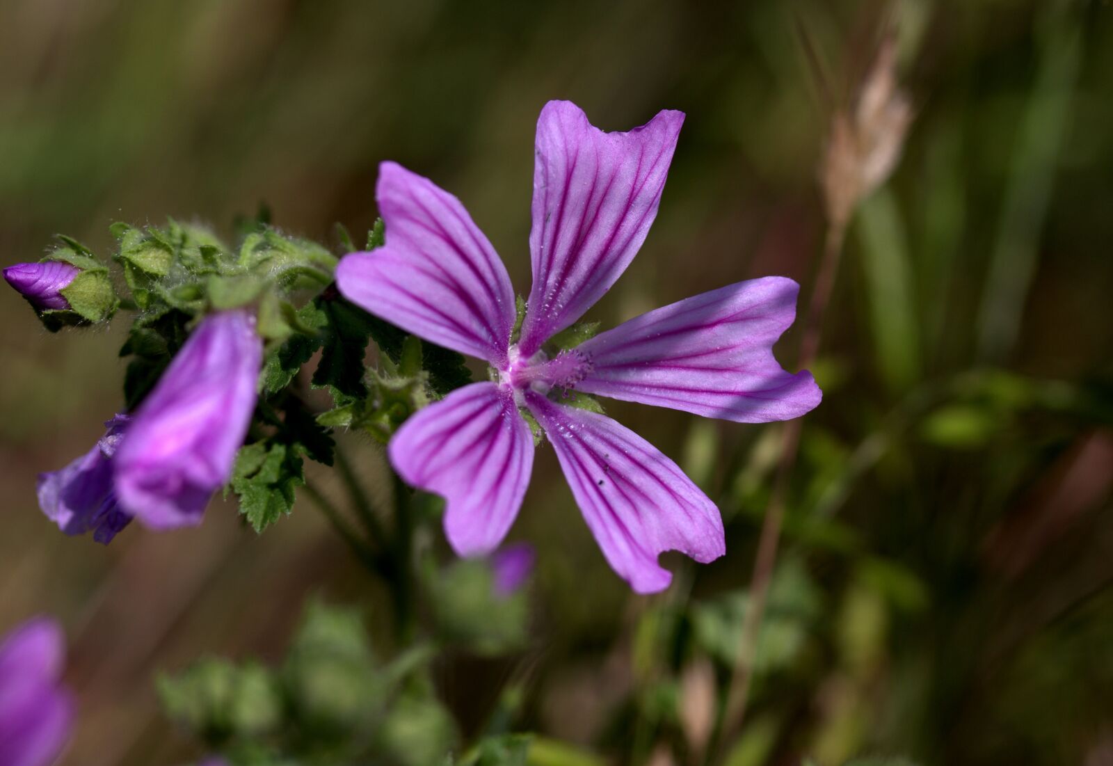 Canon EF-S 60mm F2.8 Macro USM sample photo. Mallow, flower, mov photography