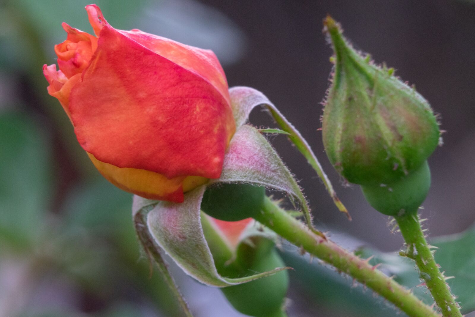 Nikon D3300 sample photo. Rose, flower, roses photography
