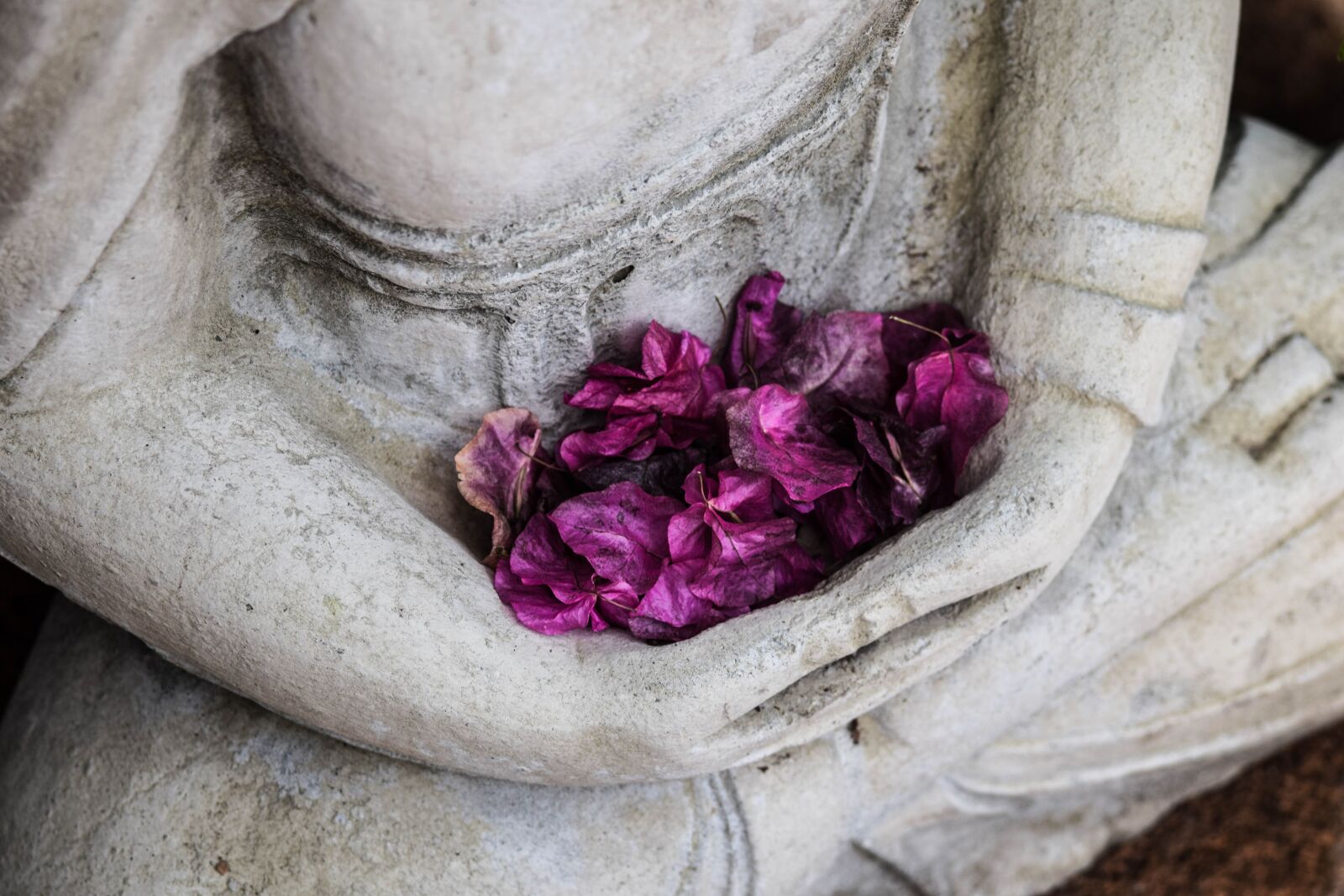 Nikon D5300 sample photo. Art, dried petals, flowers photography