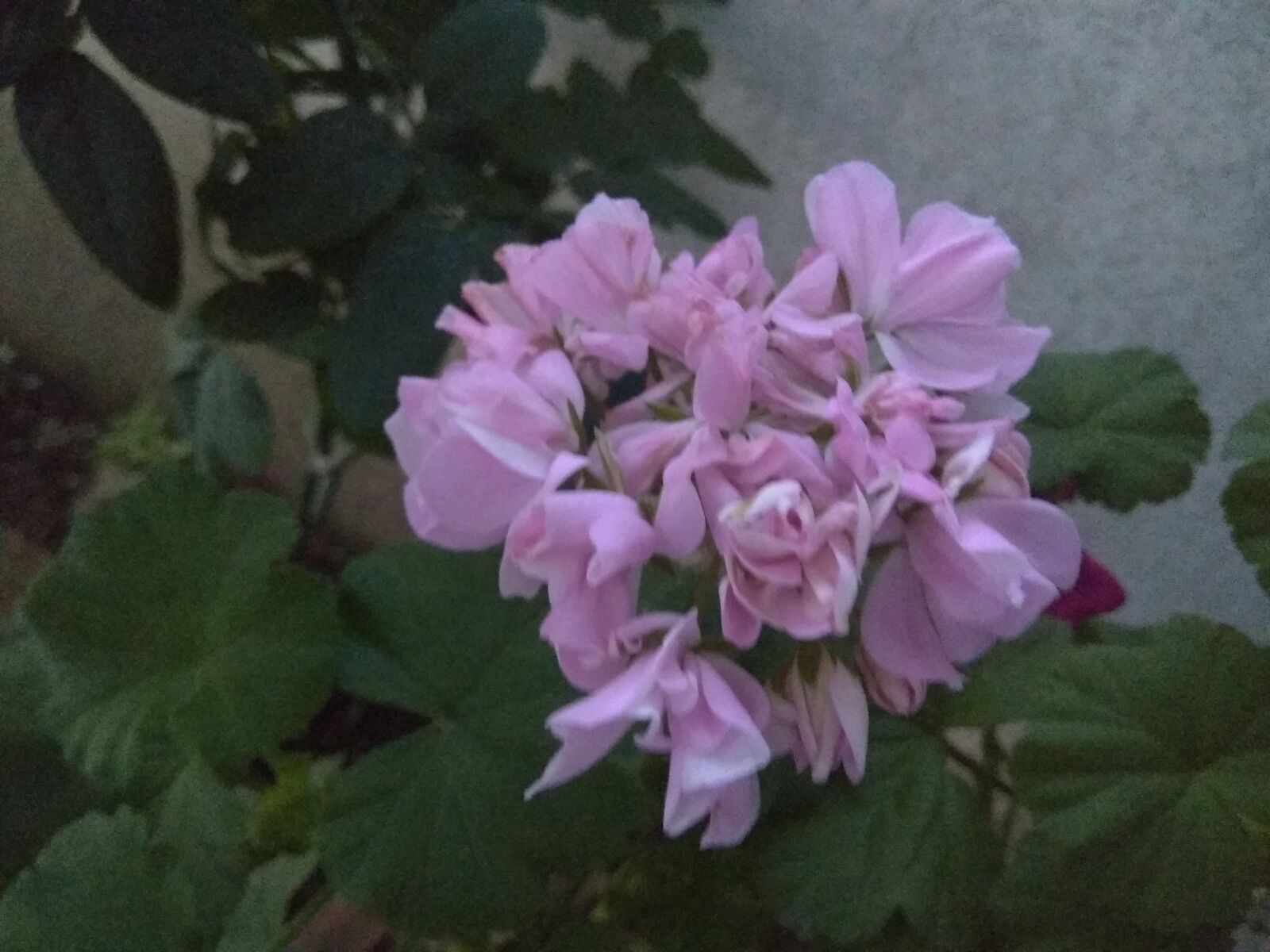 Xiaomi Redmi Note 4 sample photo. Flower, plants, nature photography