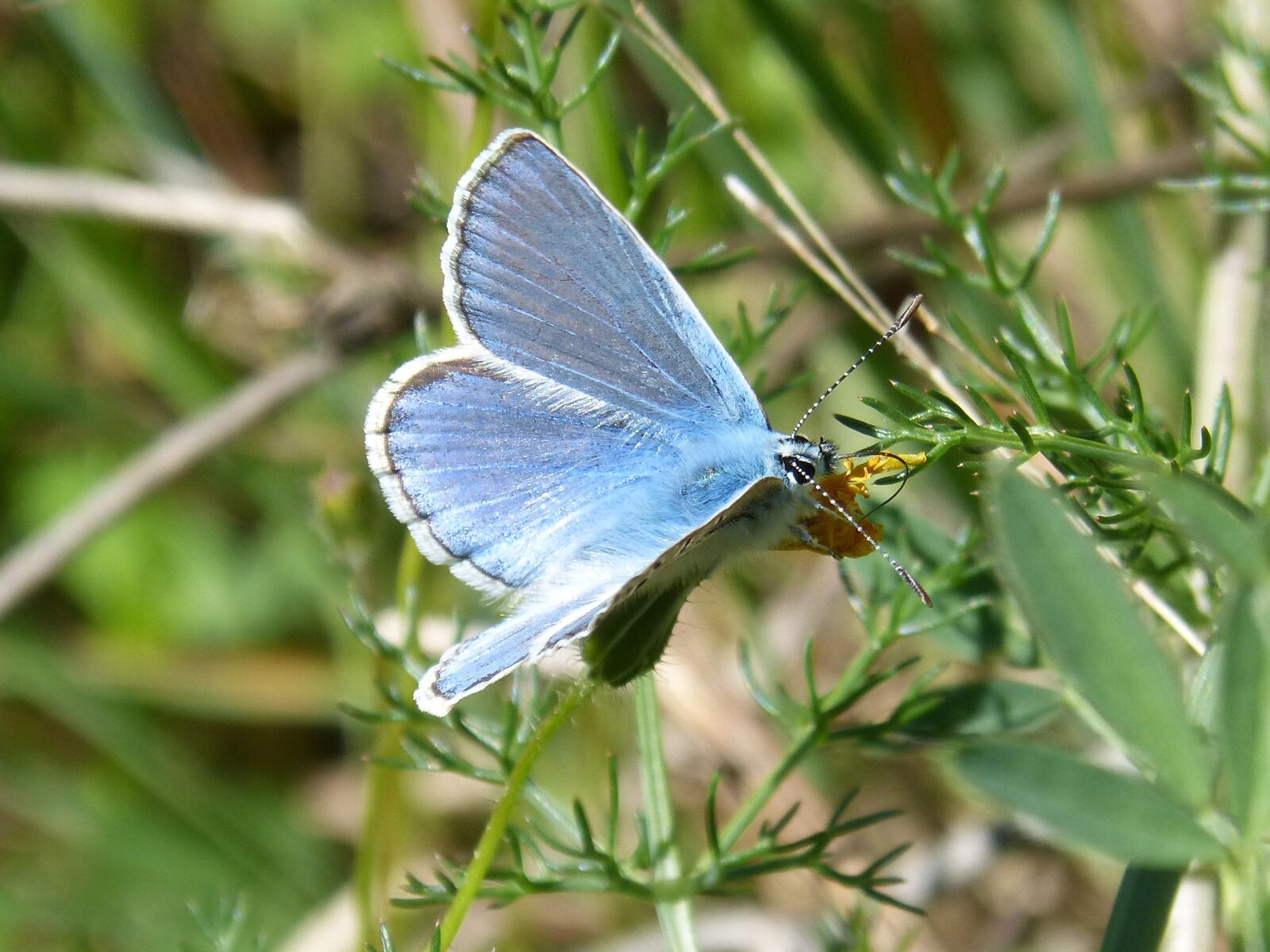 Panasonic DMC-FZ62 sample photo. Butterfly, blue butterfly, blaveta photography