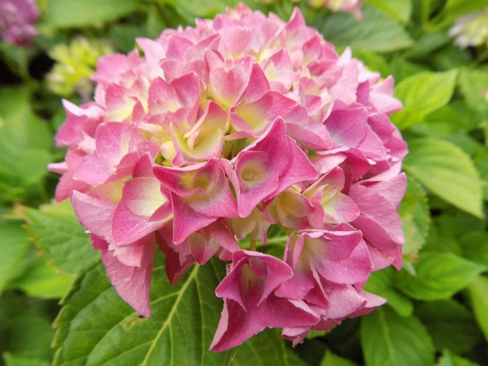 Nikon COOLPIX L340 sample photo. Flower, hydrangea, pink photography