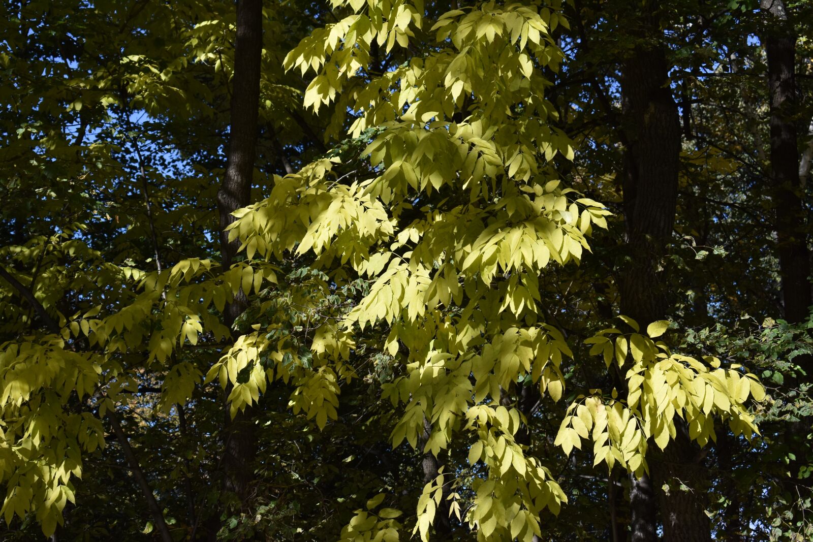 Nikon D3400 sample photo. Manchurian walnut, j glans photography