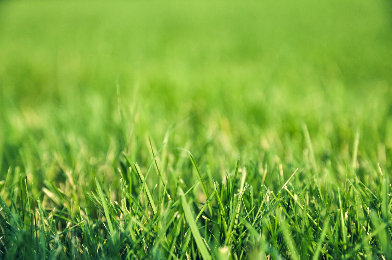 Nikon D90 sample photo. Grass, the pitch, player photography