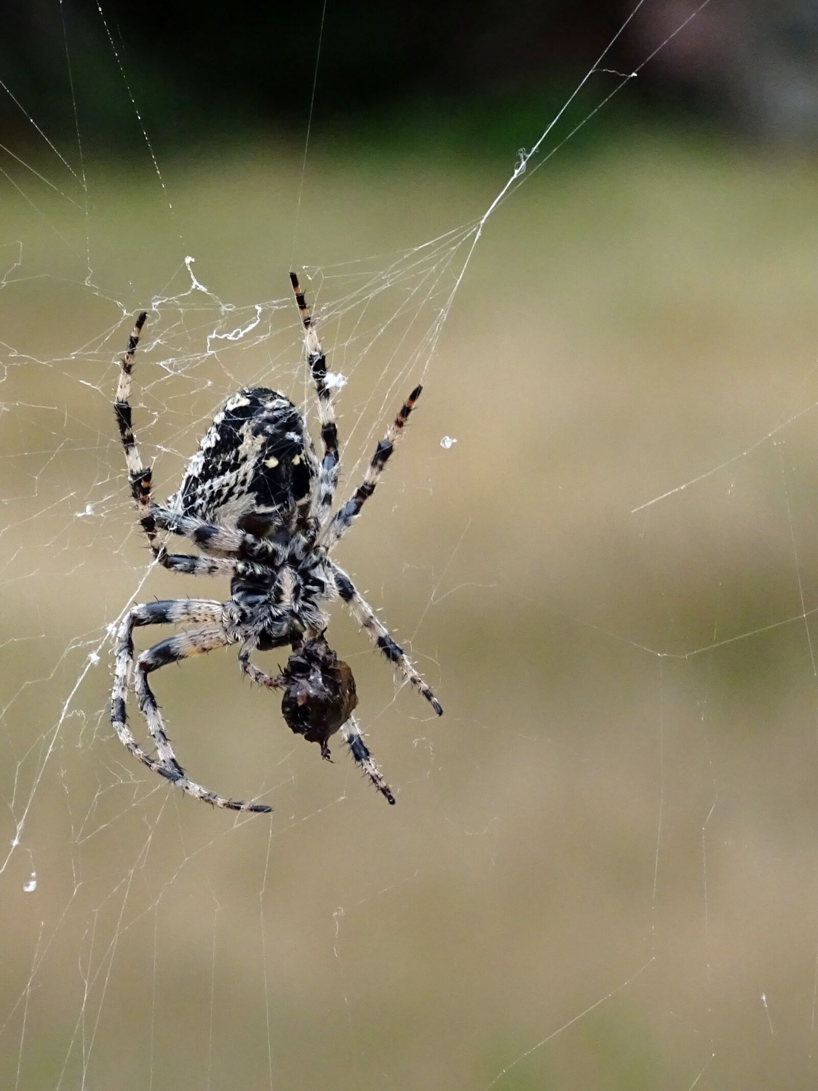 Sony DSC-HX60V sample photo. Spider, insect, cobweb photography
