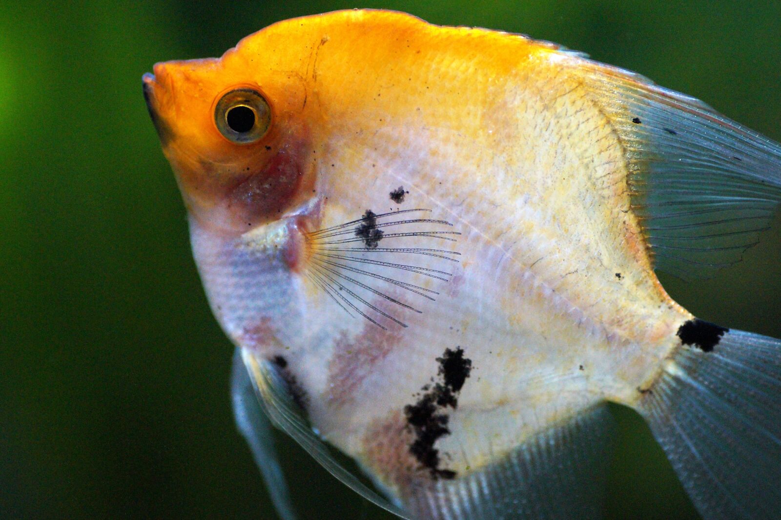 Sony SLT-A58 sample photo. Skalára, yellow, aquarium photography