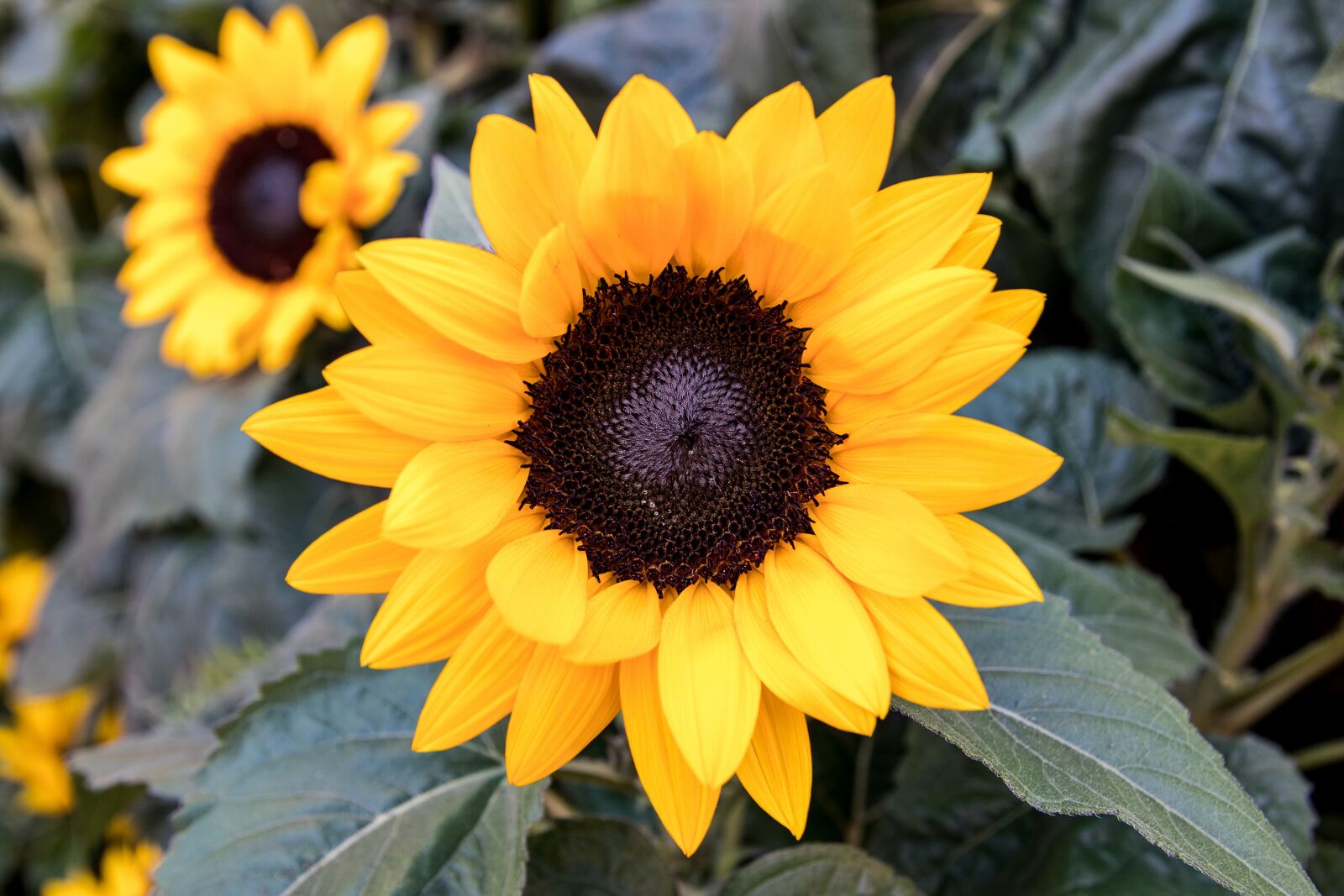 Canon EOS 80D sample photo. Sunflower, flower, plant photography