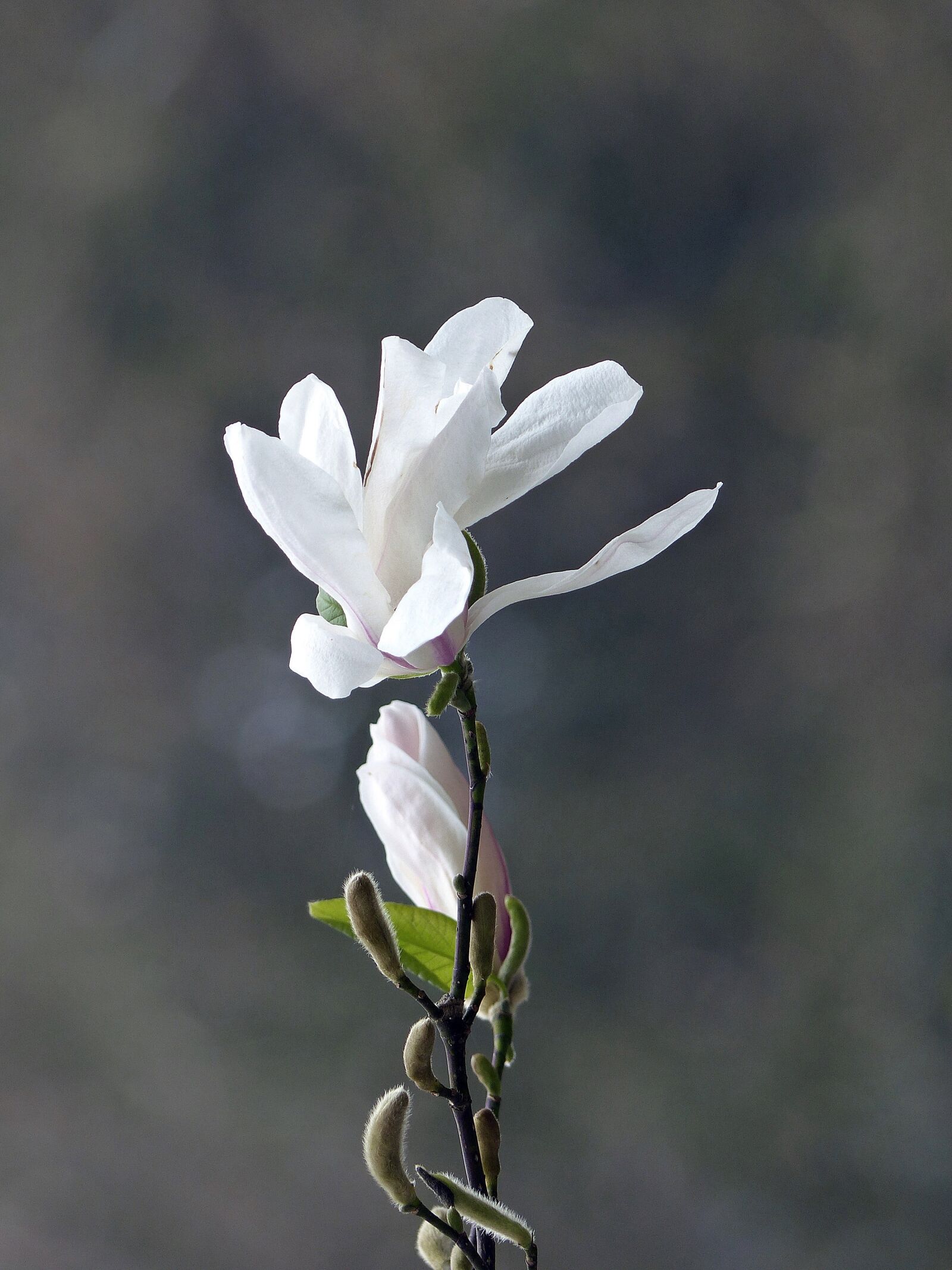 Panasonic Lumix DMC-FZ200 sample photo. Magnolia, flowers, art photography
