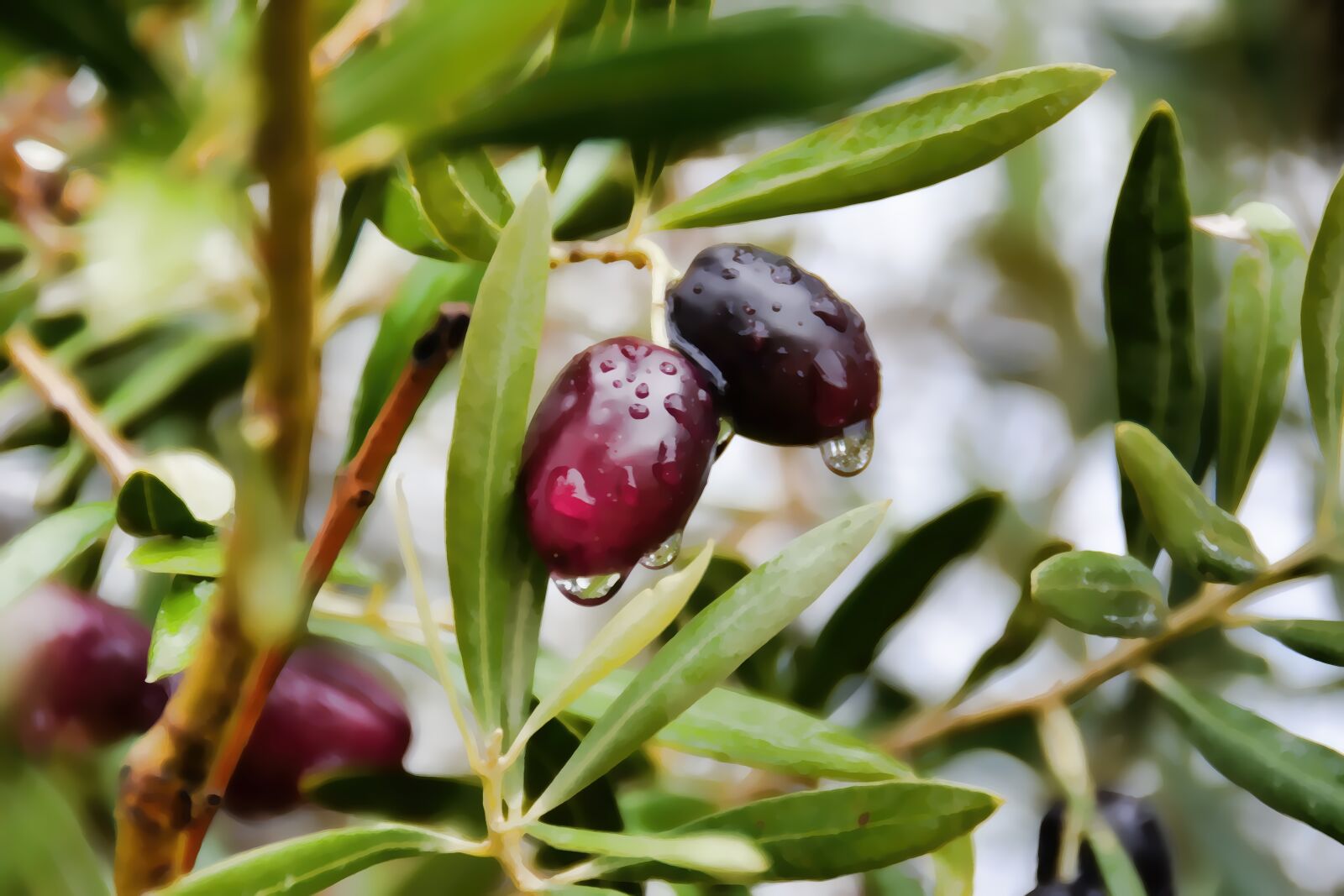 Nikon D5200 sample photo. Nature, plants, photo photography