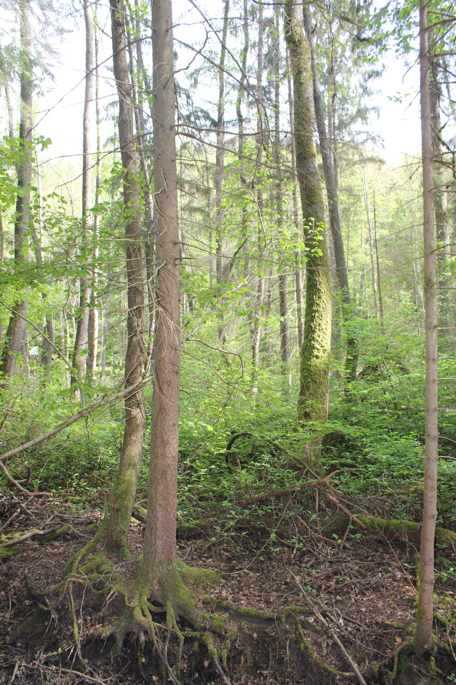 Canon EOS 550D (EOS Rebel T2i / EOS Kiss X4) sample photo. Trees, woods, nature photography