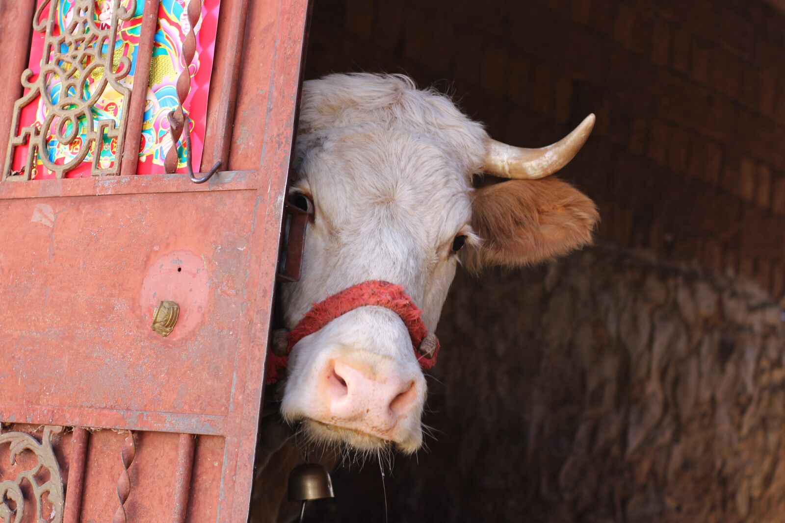Canon EOS 700D (EOS Rebel T5i / EOS Kiss X7i) sample photo. Cow, farmhouse, curious photography
