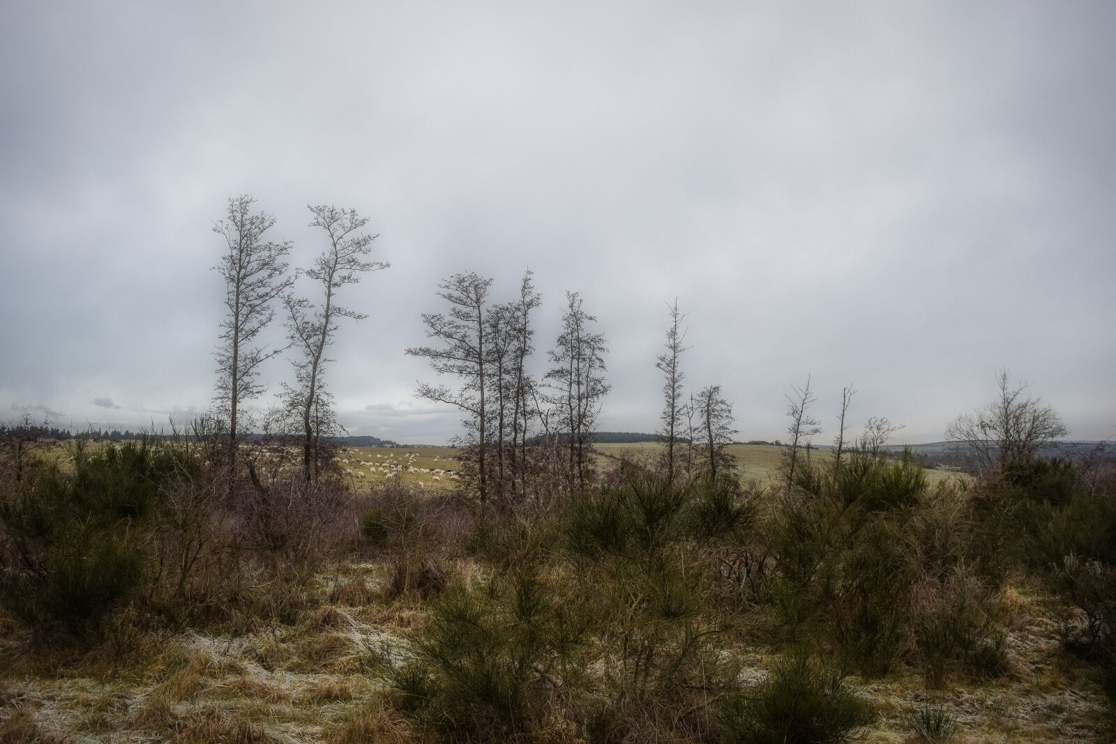 Nikon D3300 sample photo. Moor, landscape, nature photography