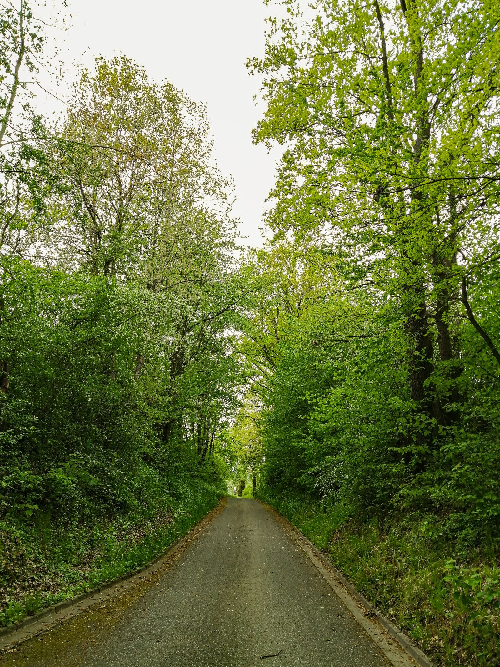 HUAWEI JSN-L21 sample photo. Road, forest, trees photography