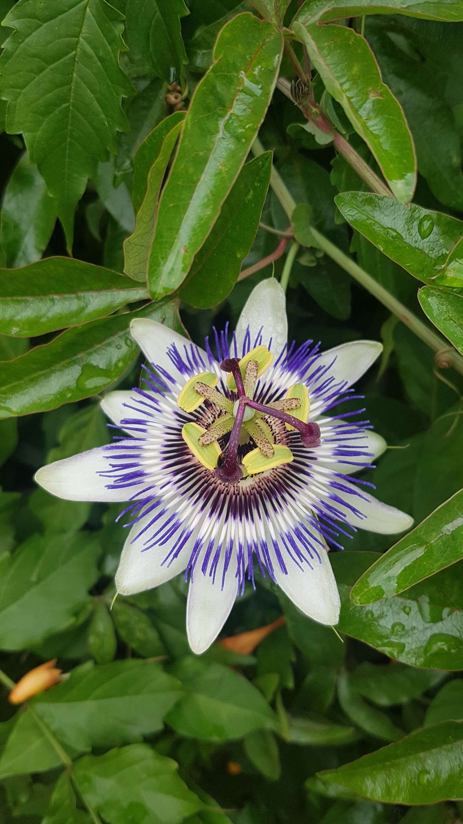 Samsung Galaxy S7 Edge sample photo. Flower, passion, landscape photography