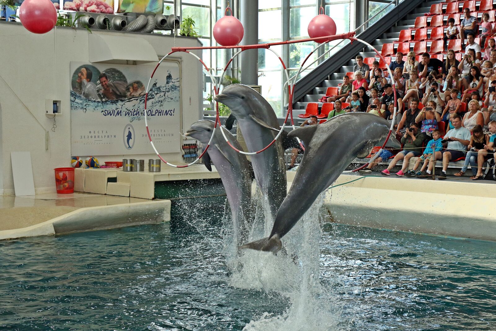 Canon EOS 7D Mark II sample photo. Dolphins, varna, bulgaria photography