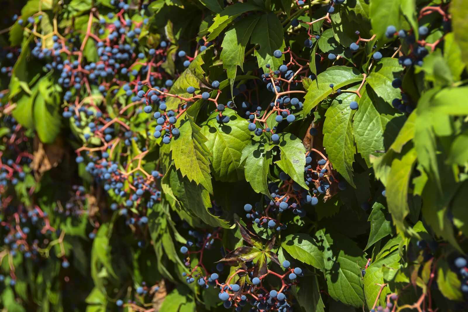 Nikon D5300 sample photo. Vineyard, vine, grape photography