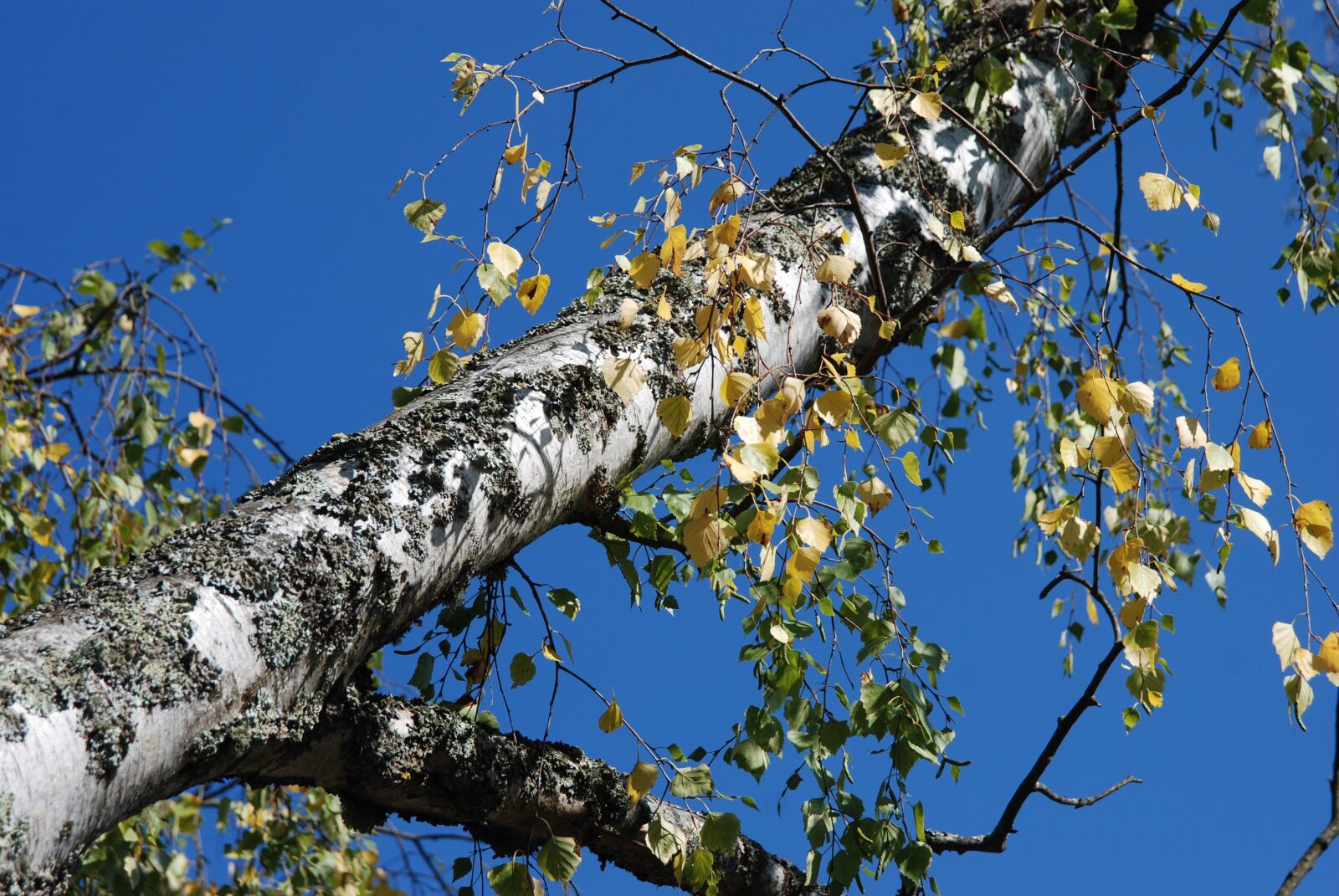 Nikon D80 sample photo. Tree, nature, forest photography