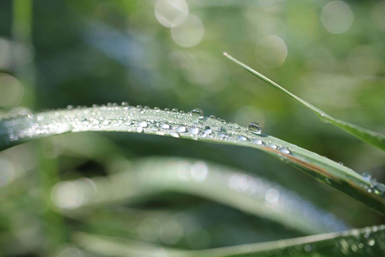 Canon EOS 550D (EOS Rebel T2i / EOS Kiss X4) sample photo. Grass, drip, raindrop photography