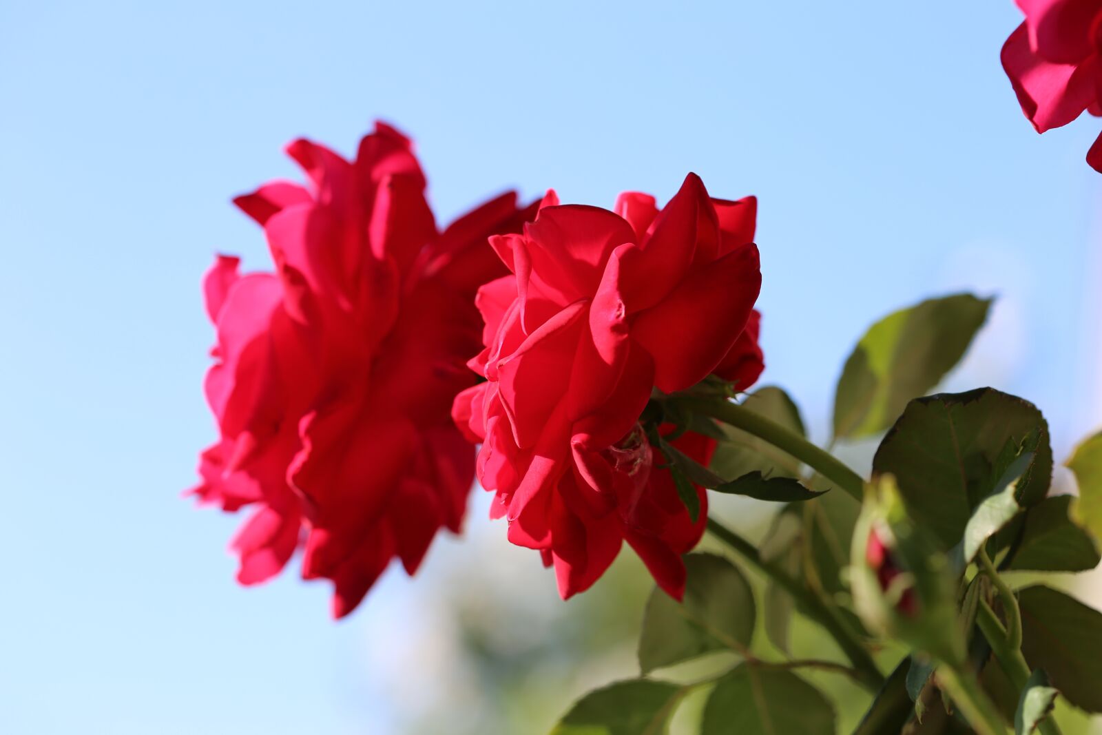 Canon EOS 6D + Canon EF 100mm F2.8 Macro USM sample photo. Red roses, sky, blue photography