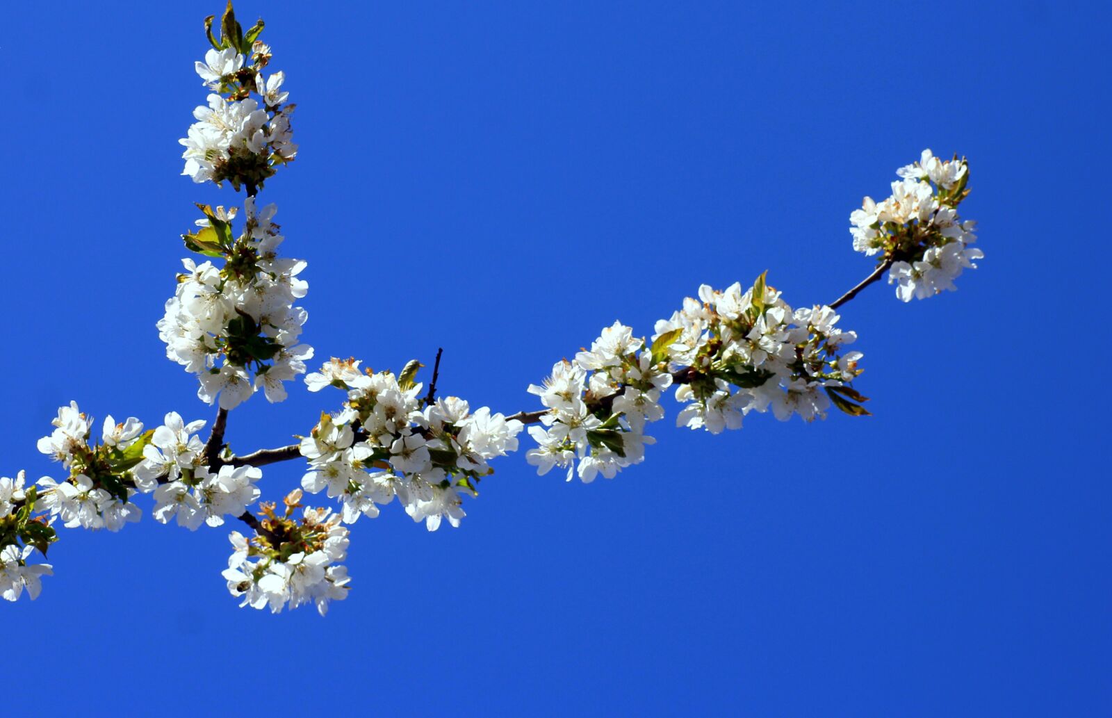 Canon EOS 1200D (EOS Rebel T5 / EOS Kiss X70 / EOS Hi) sample photo. Cherry, tree, spring photography