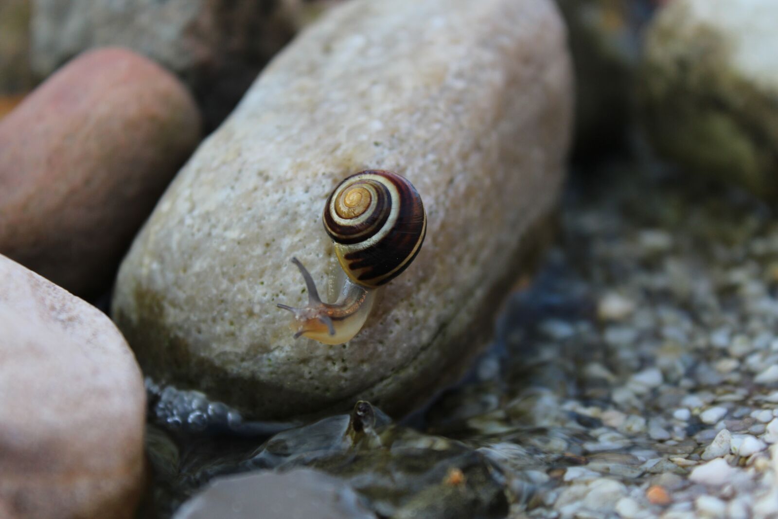 Canon EOS 1200D (EOS Rebel T5 / EOS Kiss X70 / EOS Hi) sample photo. Snail, animal, reptile photography