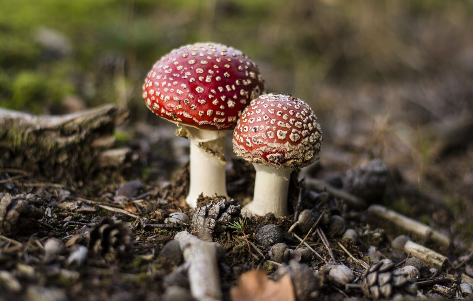 Nikon D7100 sample photo. Toadstools, mushrooms, forest photography