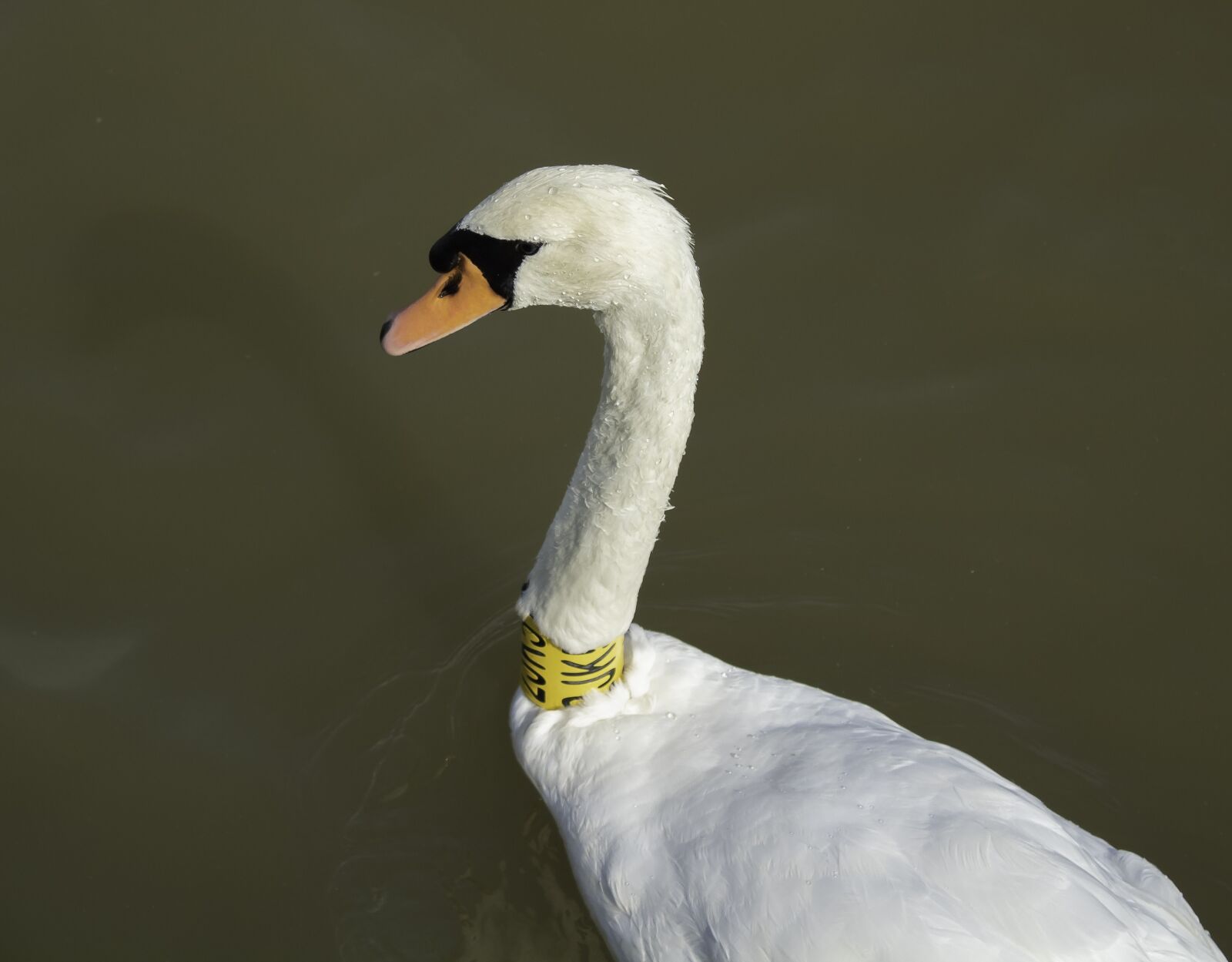 Canon EOS 1300D (EOS Rebel T6 / EOS Kiss X80) sample photo. Swan, bird, white photography