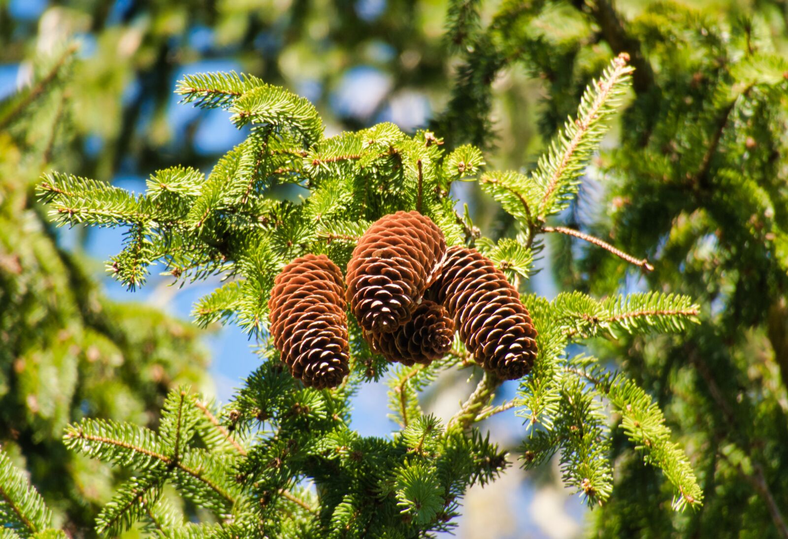 Canon PowerShot G3 X sample photo. Tap, pine cones, conifer photography