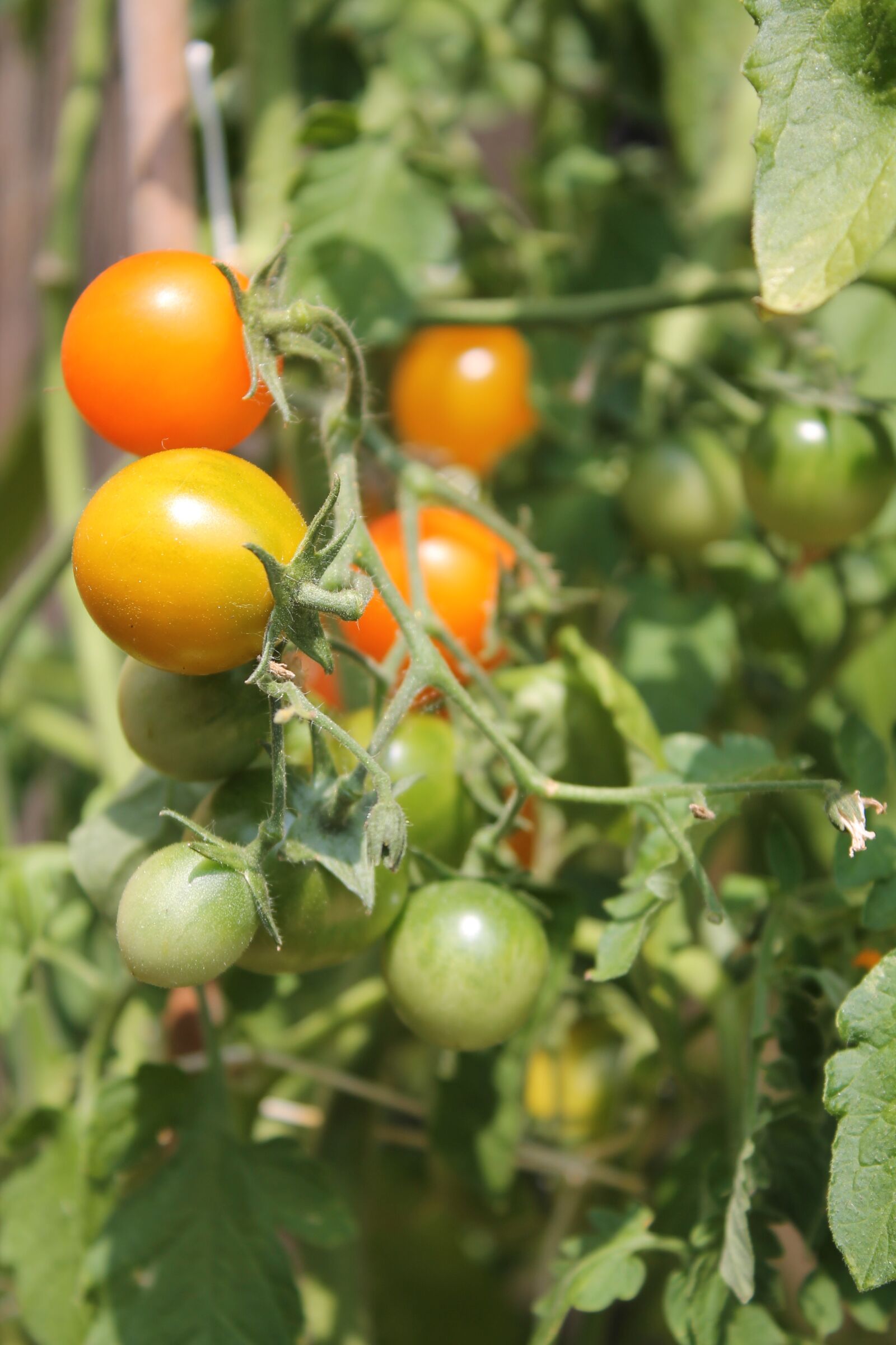 Canon EOS 1100D (EOS Rebel T3 / EOS Kiss X50) sample photo. Tomatoes, plant, tomato plant photography