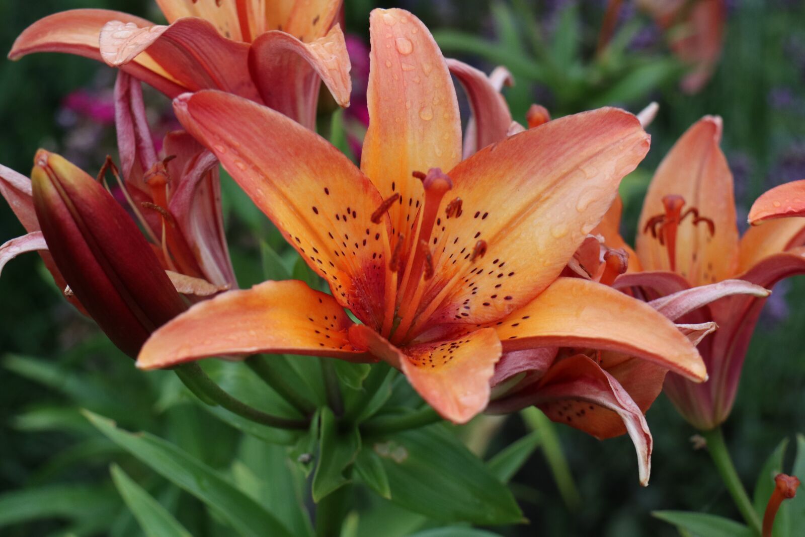 Canon EOS M6 sample photo. Summer, garden, flowers photography