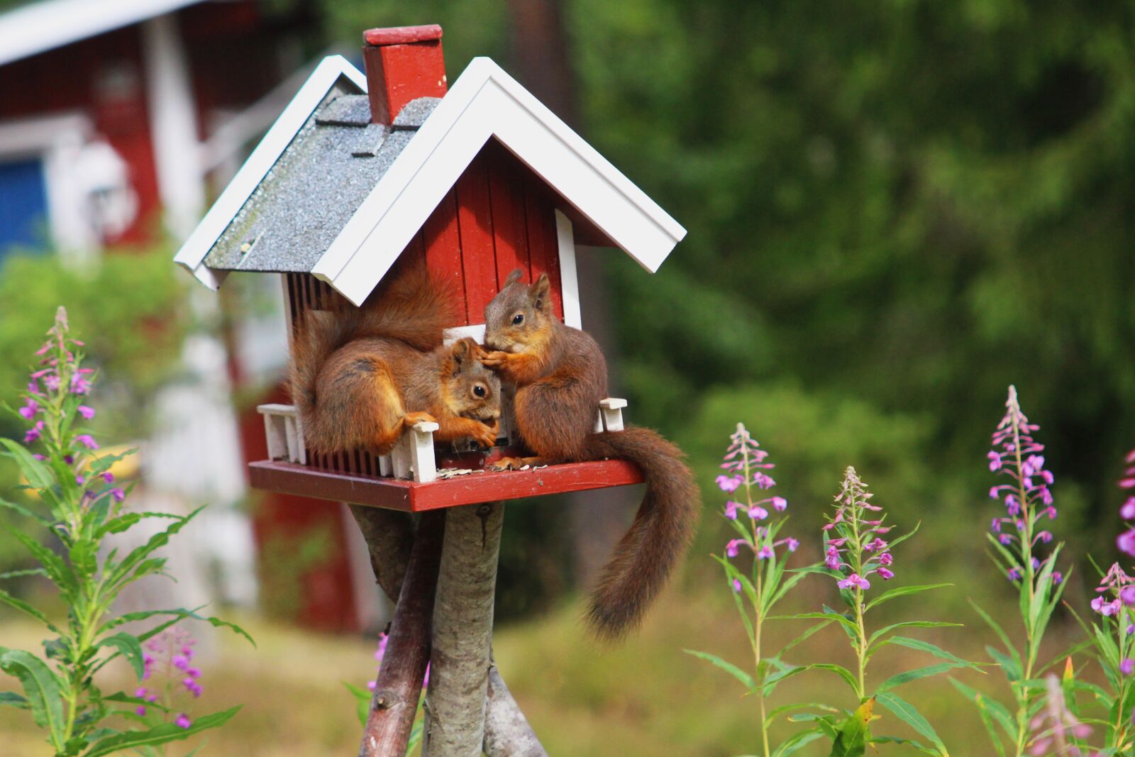 Canon EF 55-200mm F4.5-5.6 II USM sample photo. Squirrel, sweden, nature photography