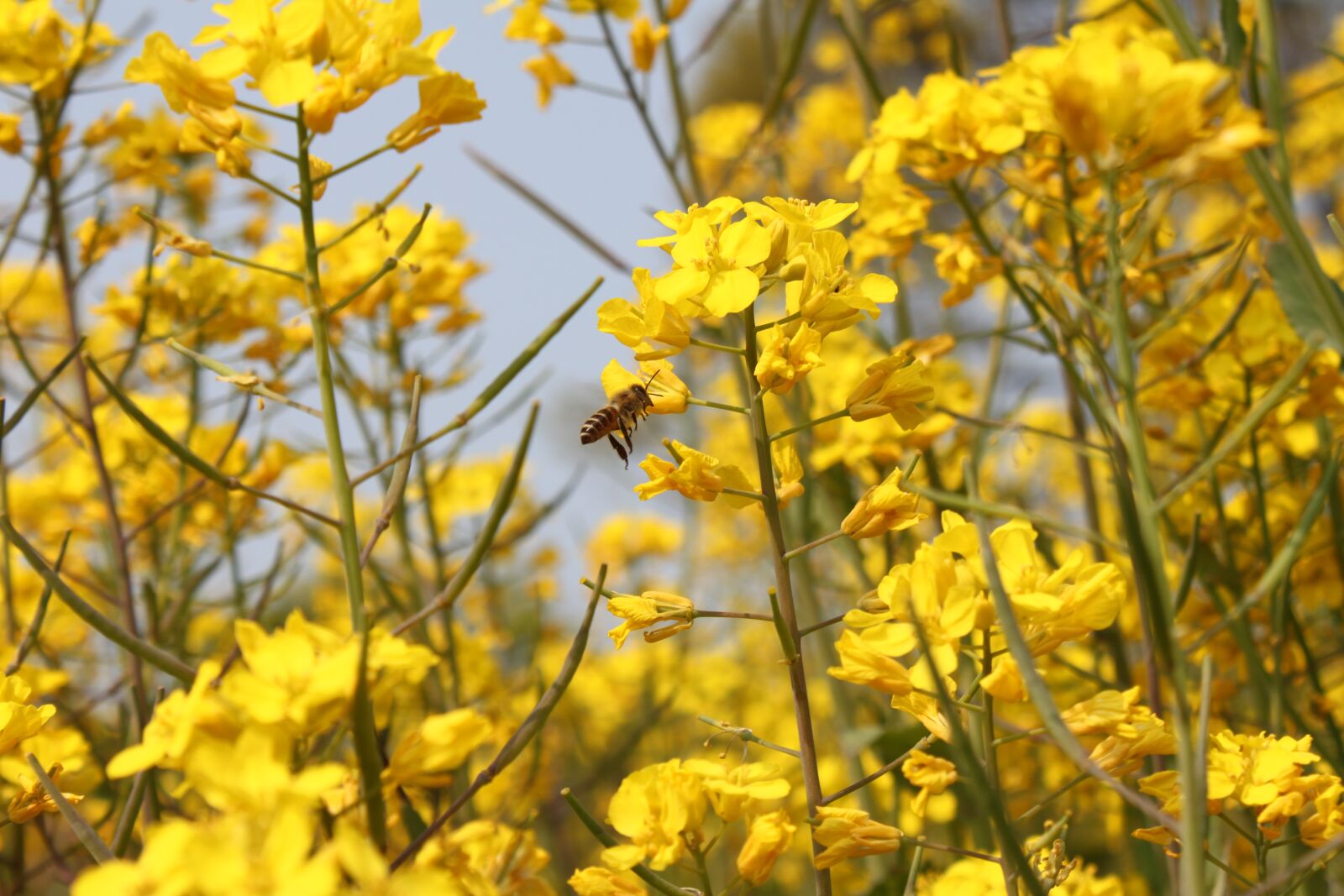Canon EOS 500D (EOS Rebel T1i / EOS Kiss X3) sample photo. Rape blossoms, honeybee, natural photography