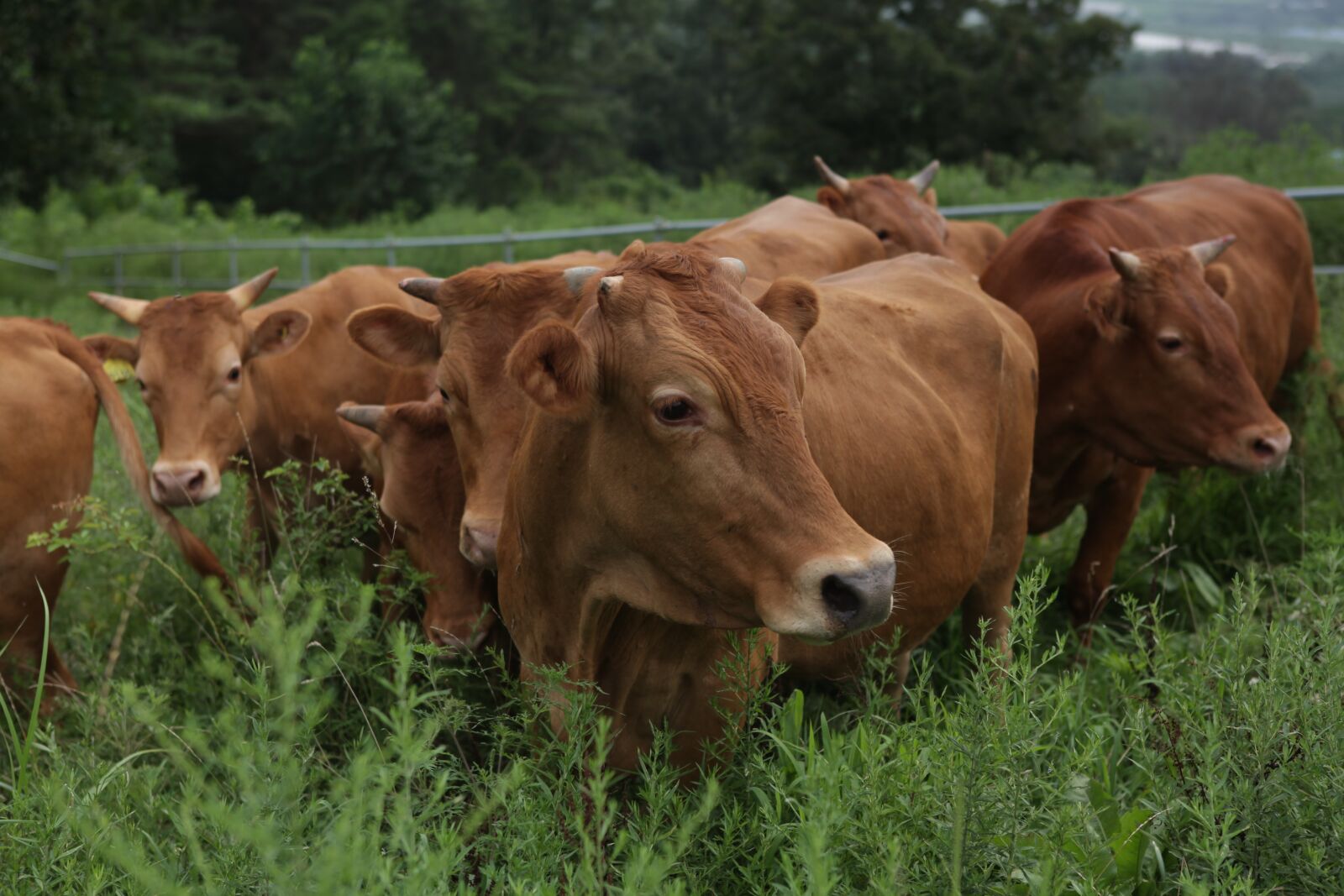 Canon EOS 5D Mark II sample photo. Hanwoo, meat, cow photography