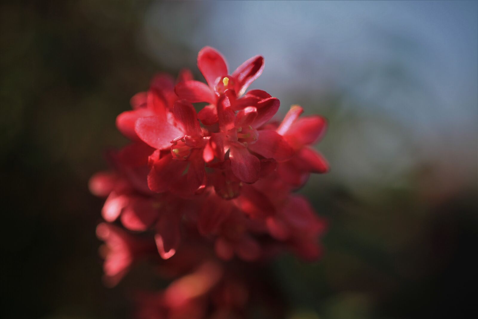Canon EOS 7D sample photo. Blossom, bloom, red photography