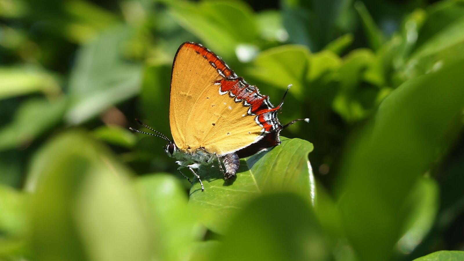 Olympus PEN E-PL2 sample photo. Butterfly, yellow photography