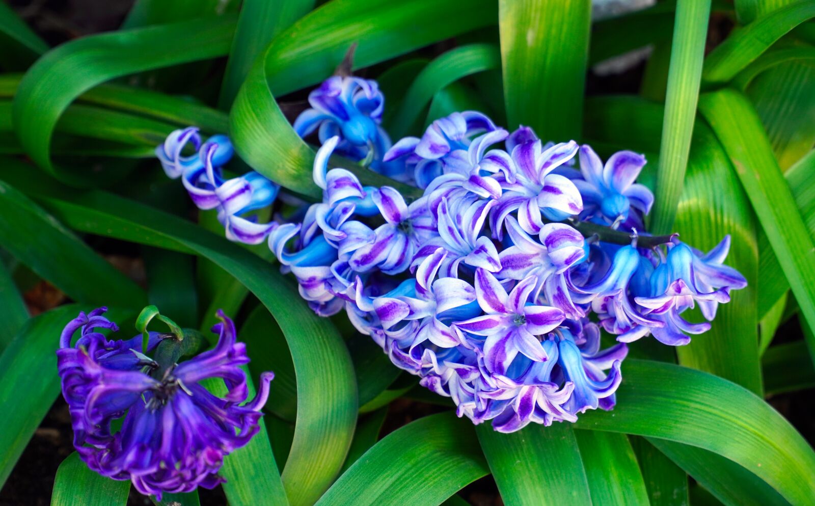 Sony E PZ 18-105mm F4 G OSS sample photo. Hyacinth, blue, flowers photography