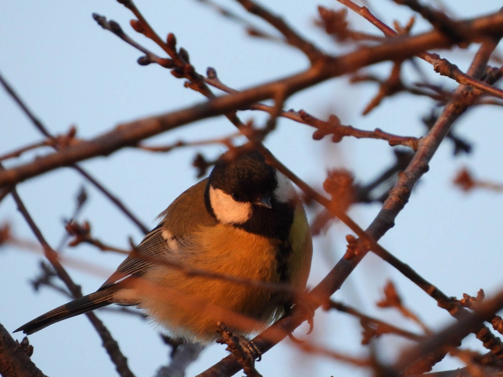 Nikon Coolpix P1000 sample photo. Bird, gil, small photography