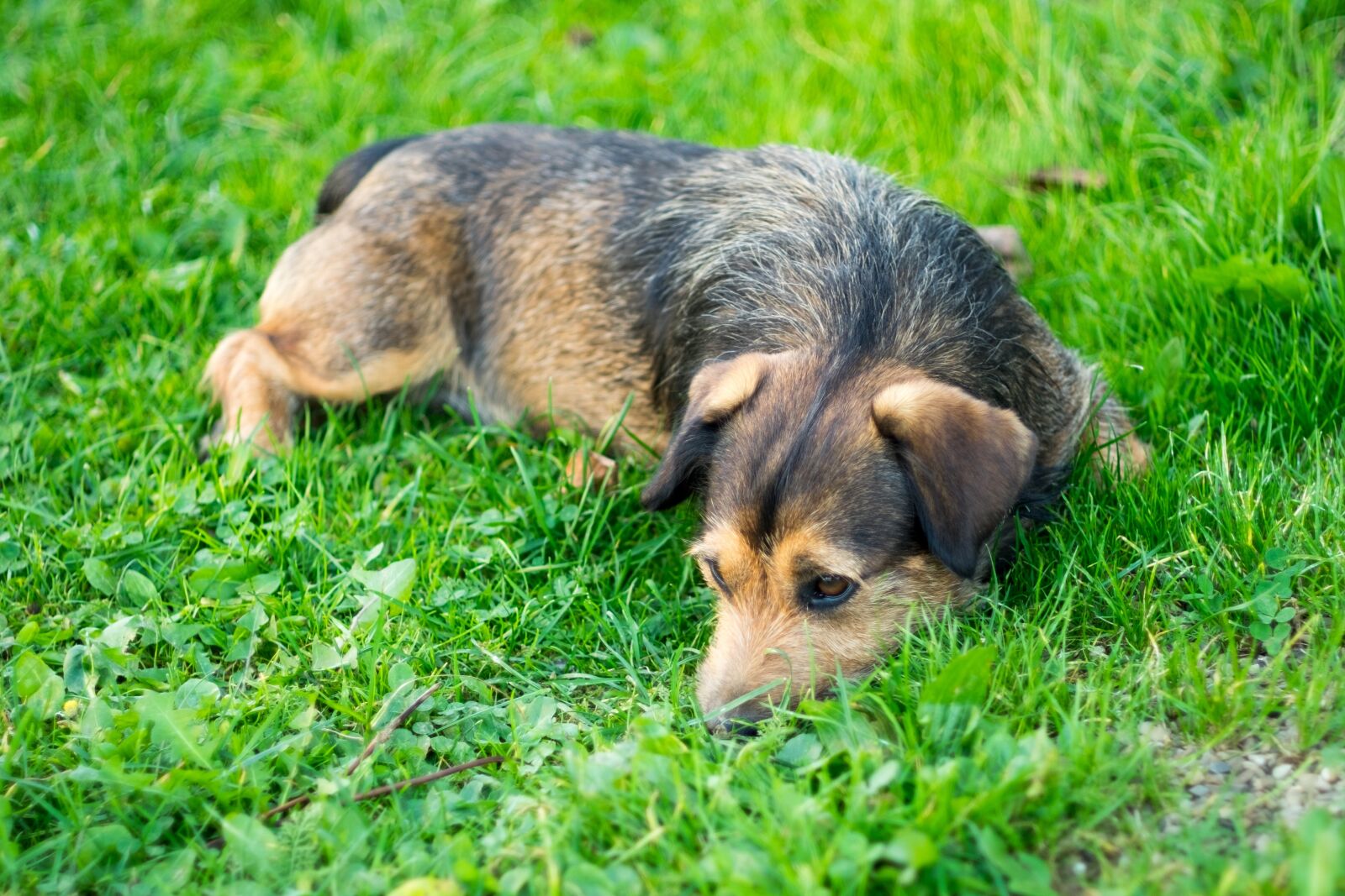 Fujifilm X-T10 sample photo. Dog, animal, puppy photography