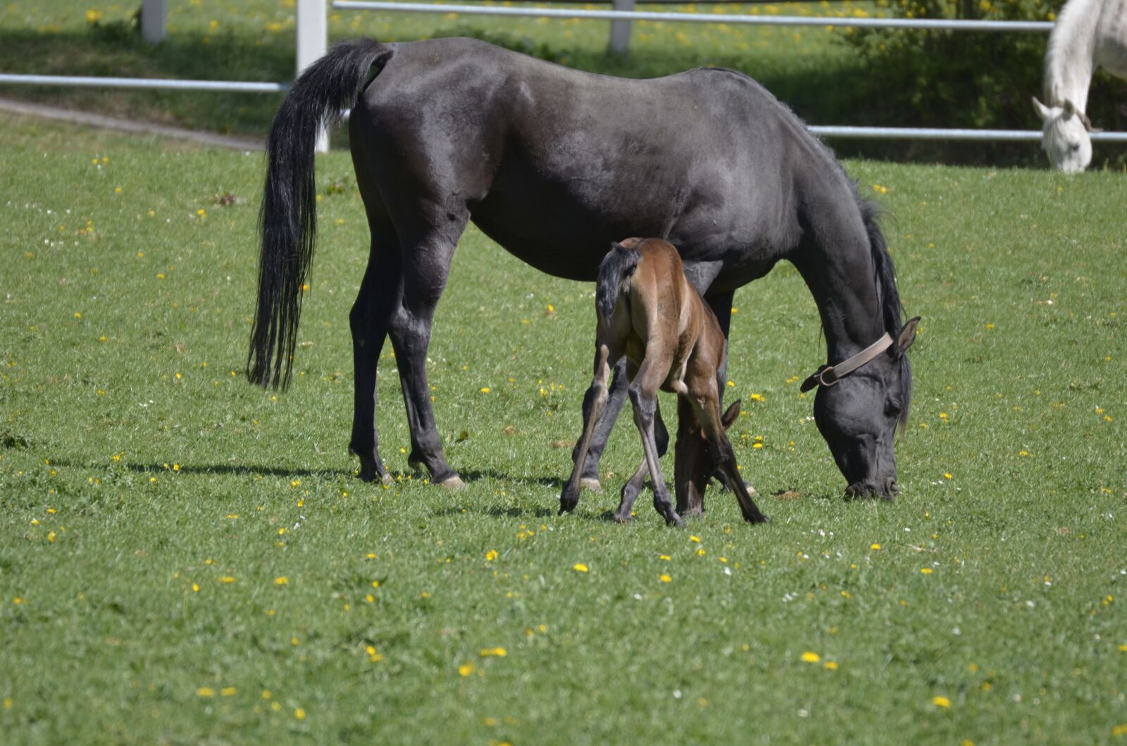 Nikon D5100 sample photo. Thoroughbred arabian, main and photography