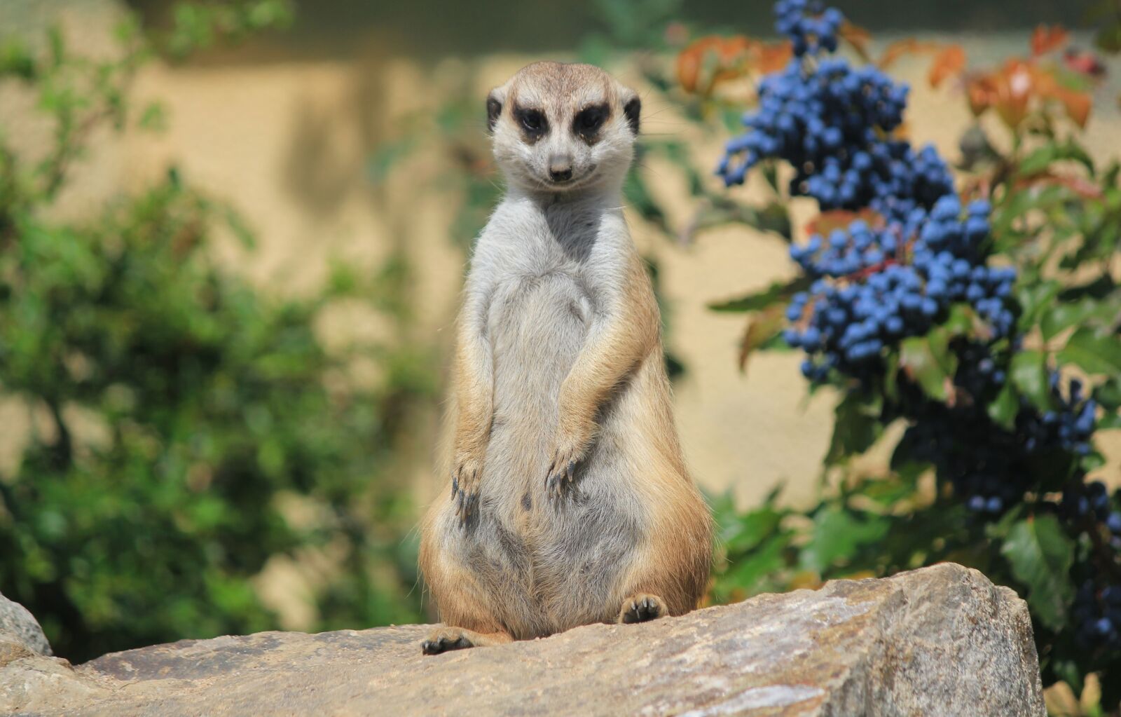 Canon EOS 550D (EOS Rebel T2i / EOS Kiss X4) sample photo. Meerkat, portrait, animal photography