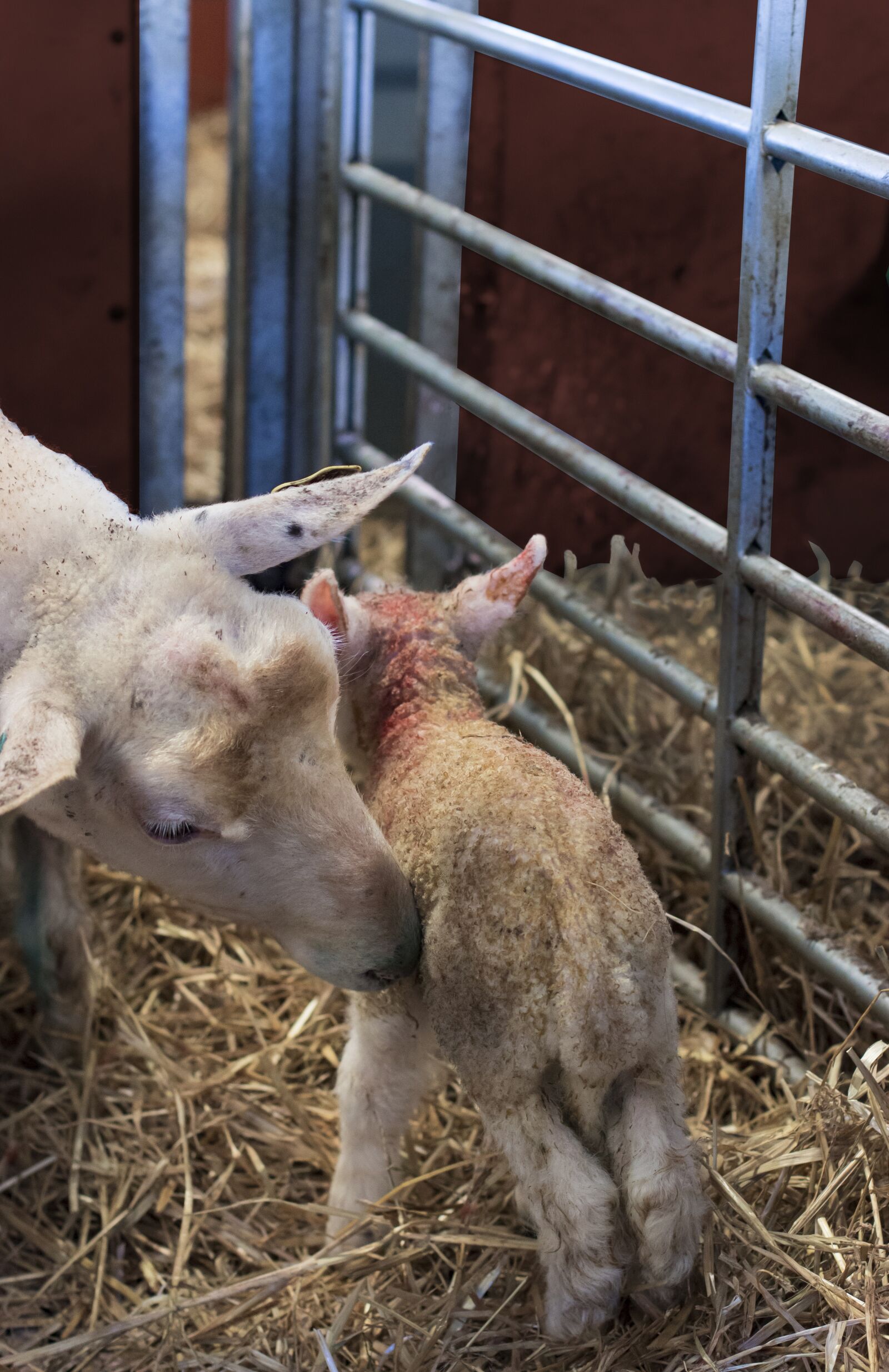 Canon EOS 70D + Canon EF 50mm F1.4 USM sample photo. Lamb, cover, newborn photography